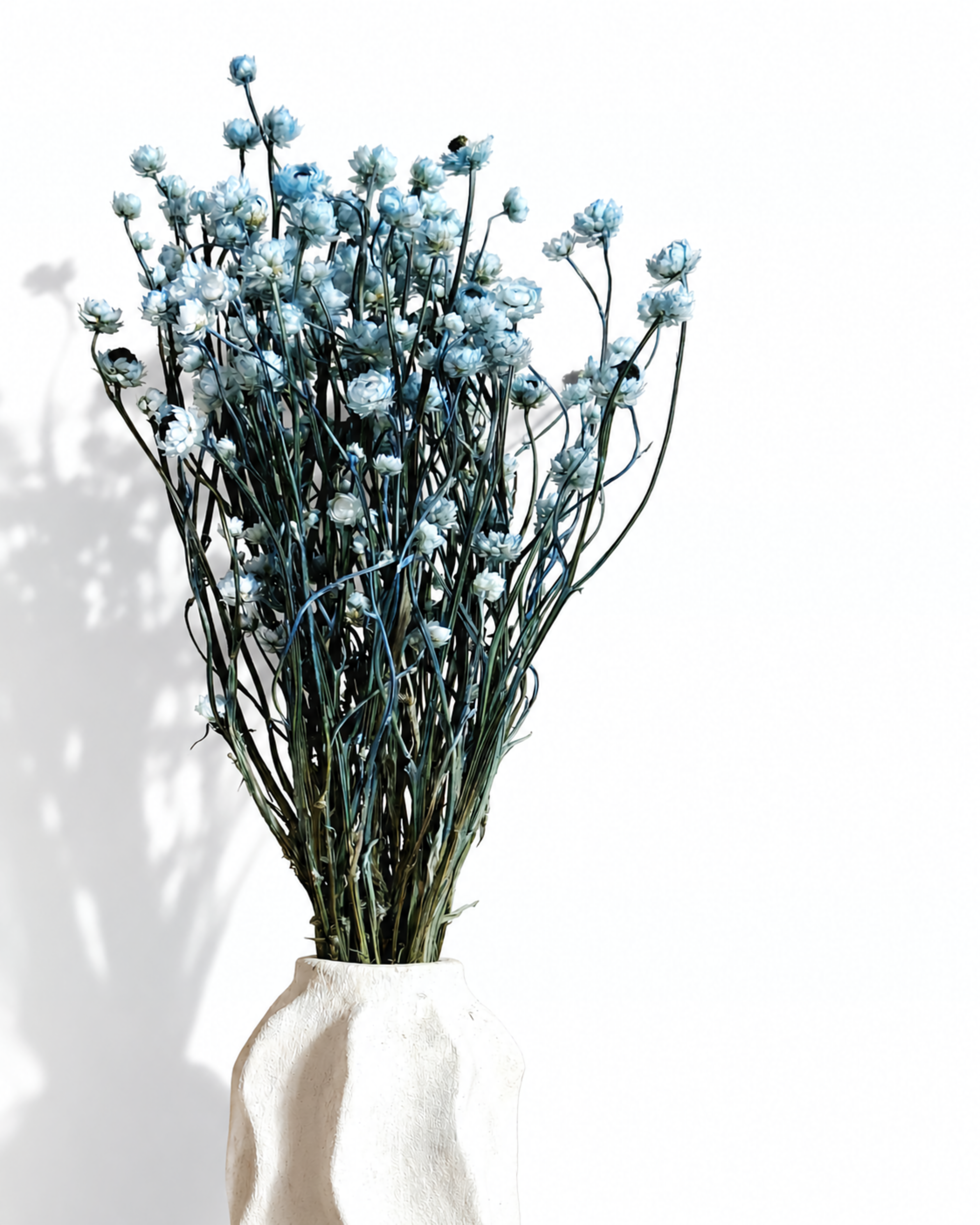 Medium shot of powder blue dried Ammobium flower heads with dark centers in a modern ceramic vase.
