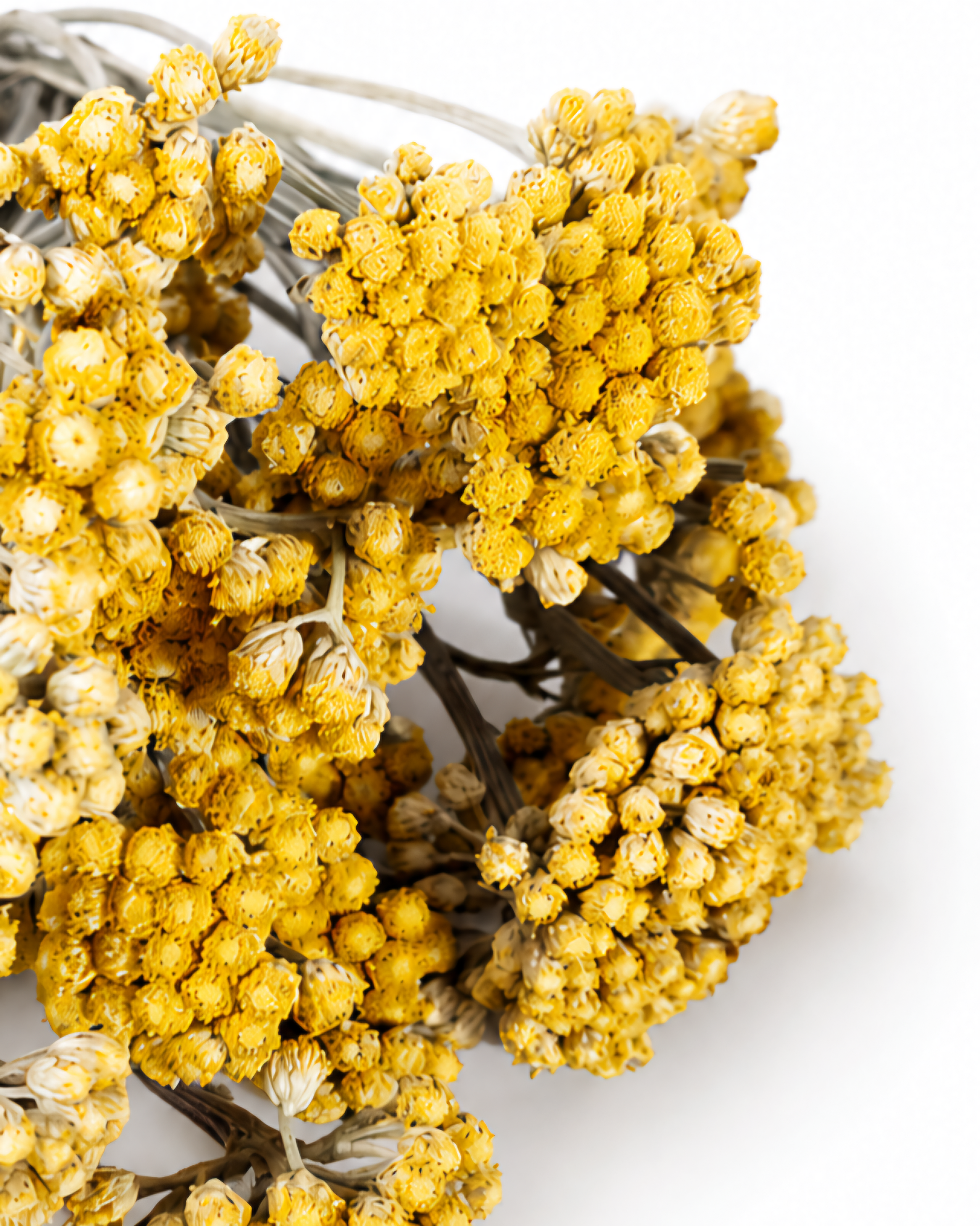 Yellow Lonas Inodora Flowers