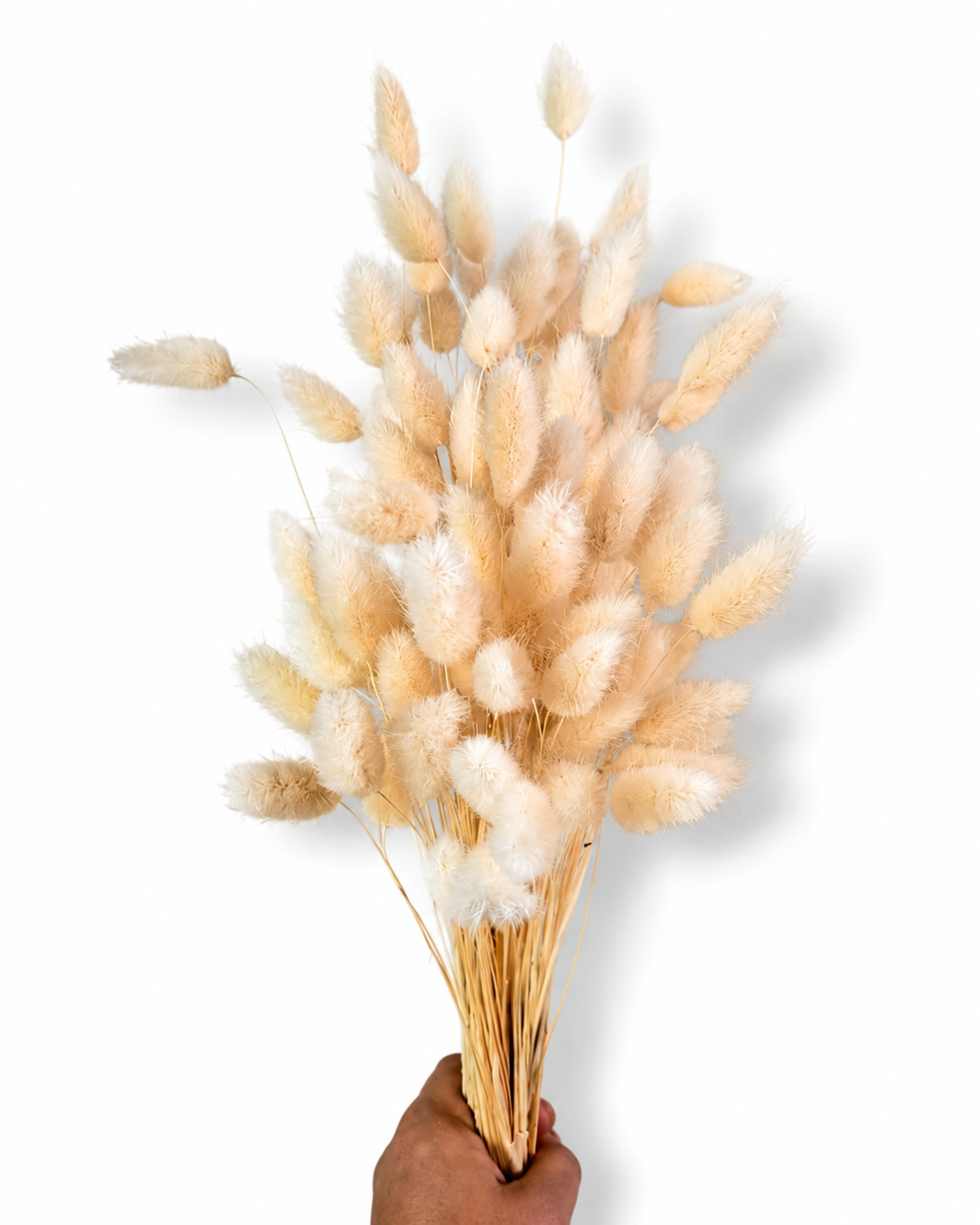 50 cm long stabilized natural beige bunny tails bouquet minimalist Scandinavian style interior design
