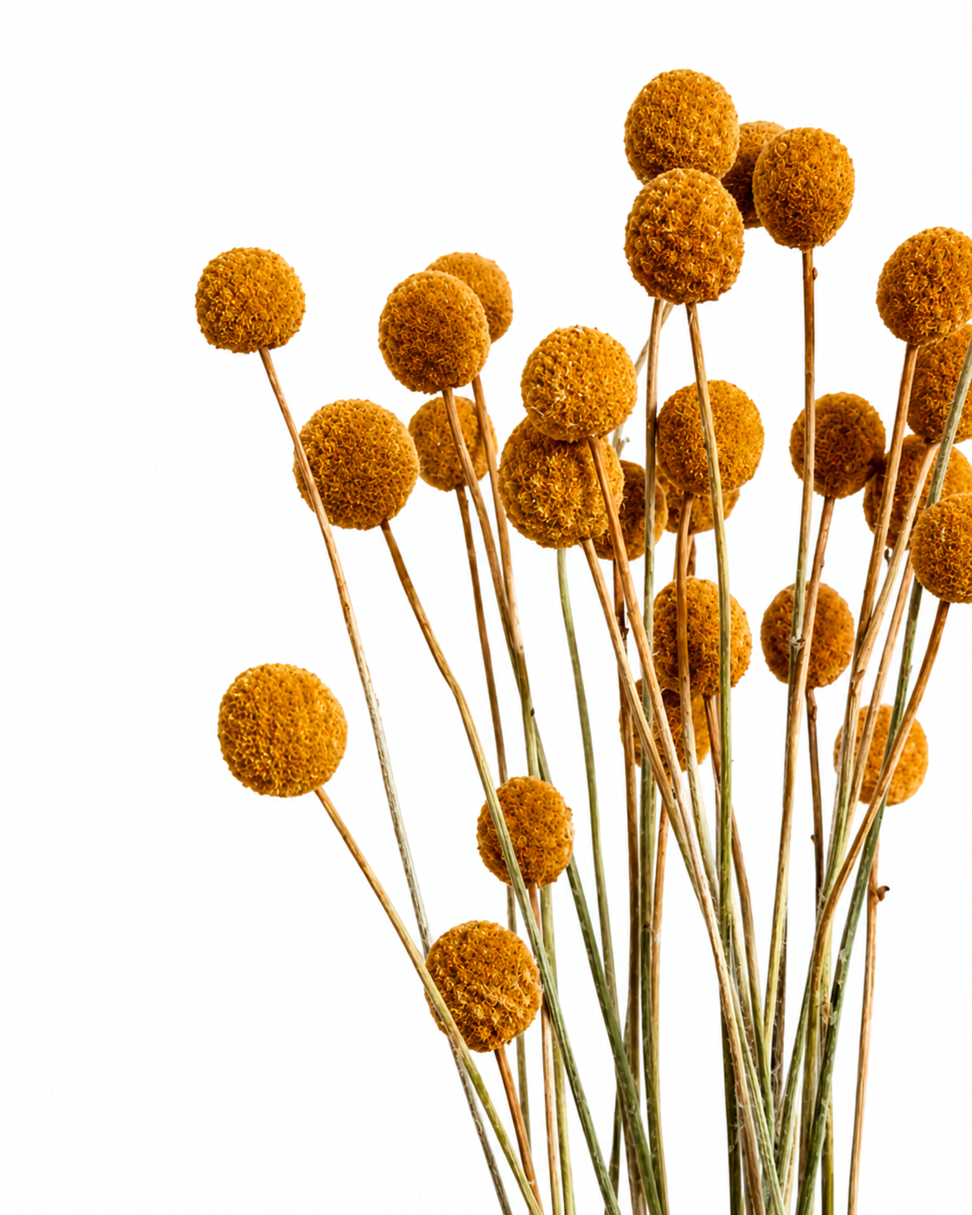 Bundle of dried light brown Craspedia stems showing spherical Billy Button flower heads on a clean white background.
