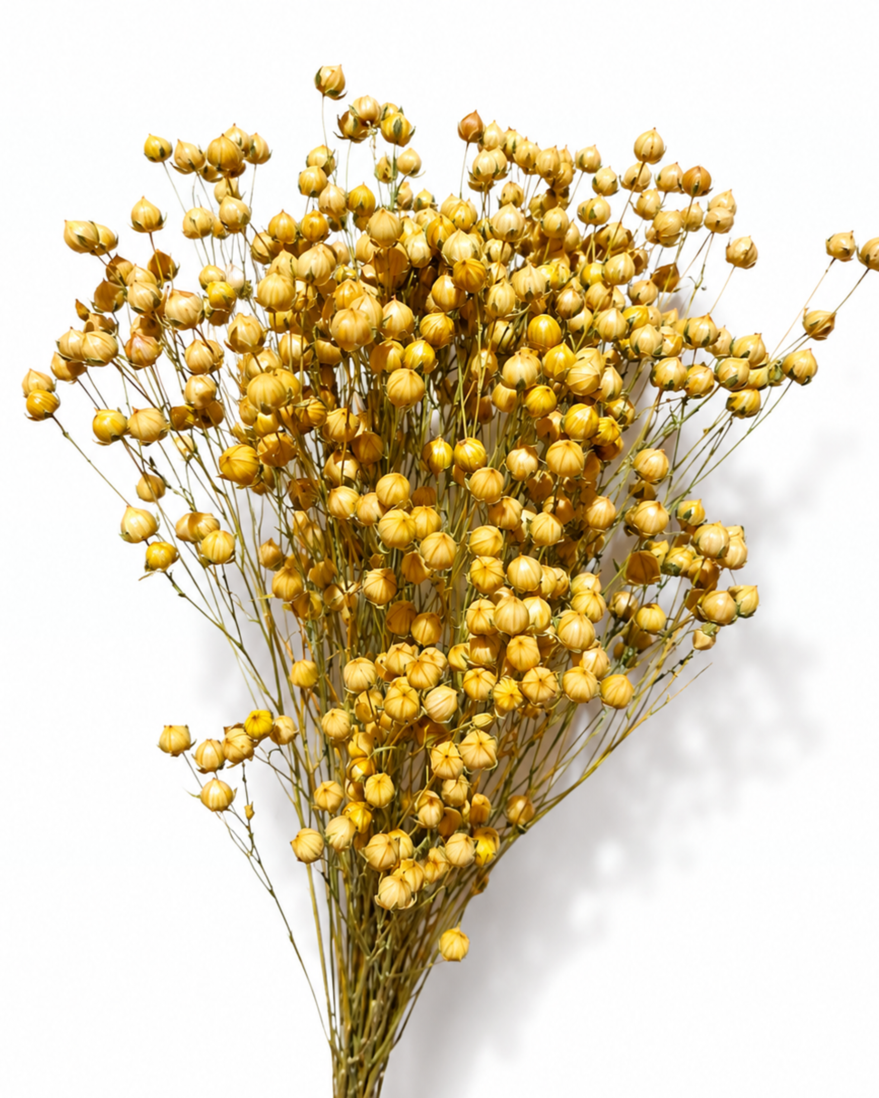 A dense fan-shaped bouquet of preserved natural flax displaying round seed capsules on slender stems against a clean white background.
