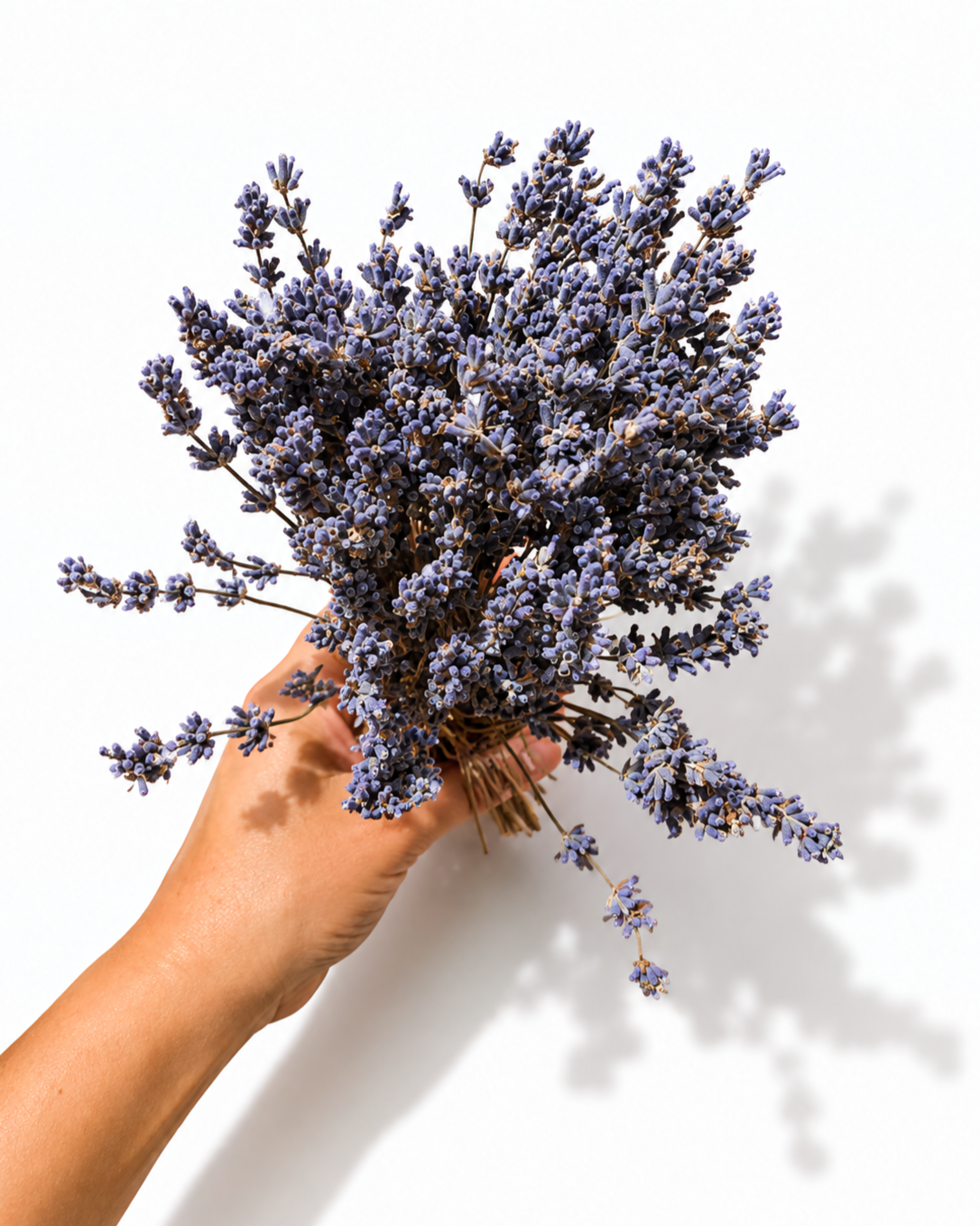 A hand holding a round compact dried lavender bouquet from above showing lush violet flower heads.
