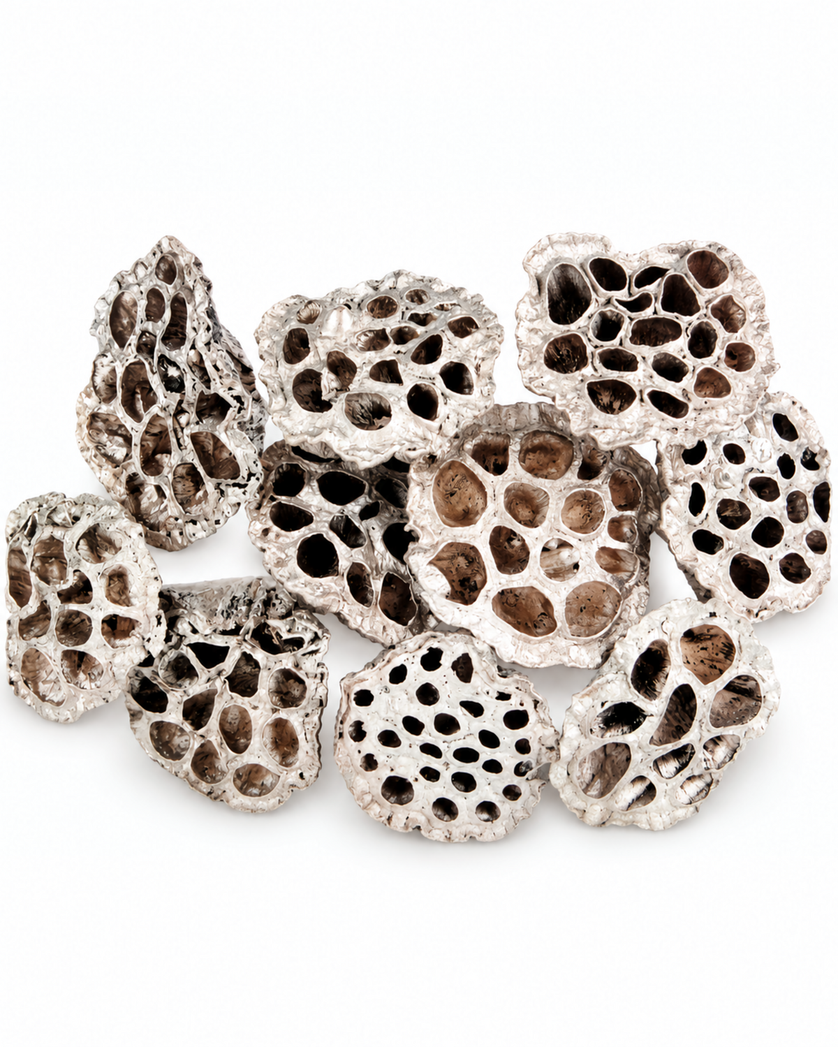 Front view of warm gold metallic dried lotus pods on stems.
