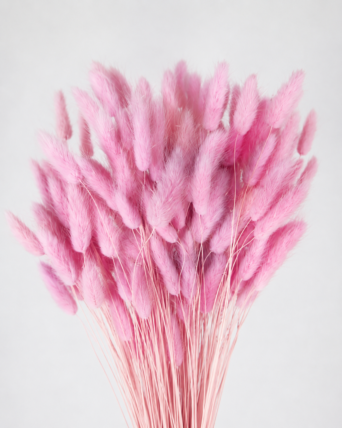 Glycine Bunny Tail Grass