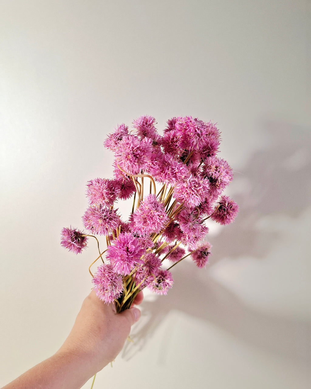 Pink Gomphrena Stems