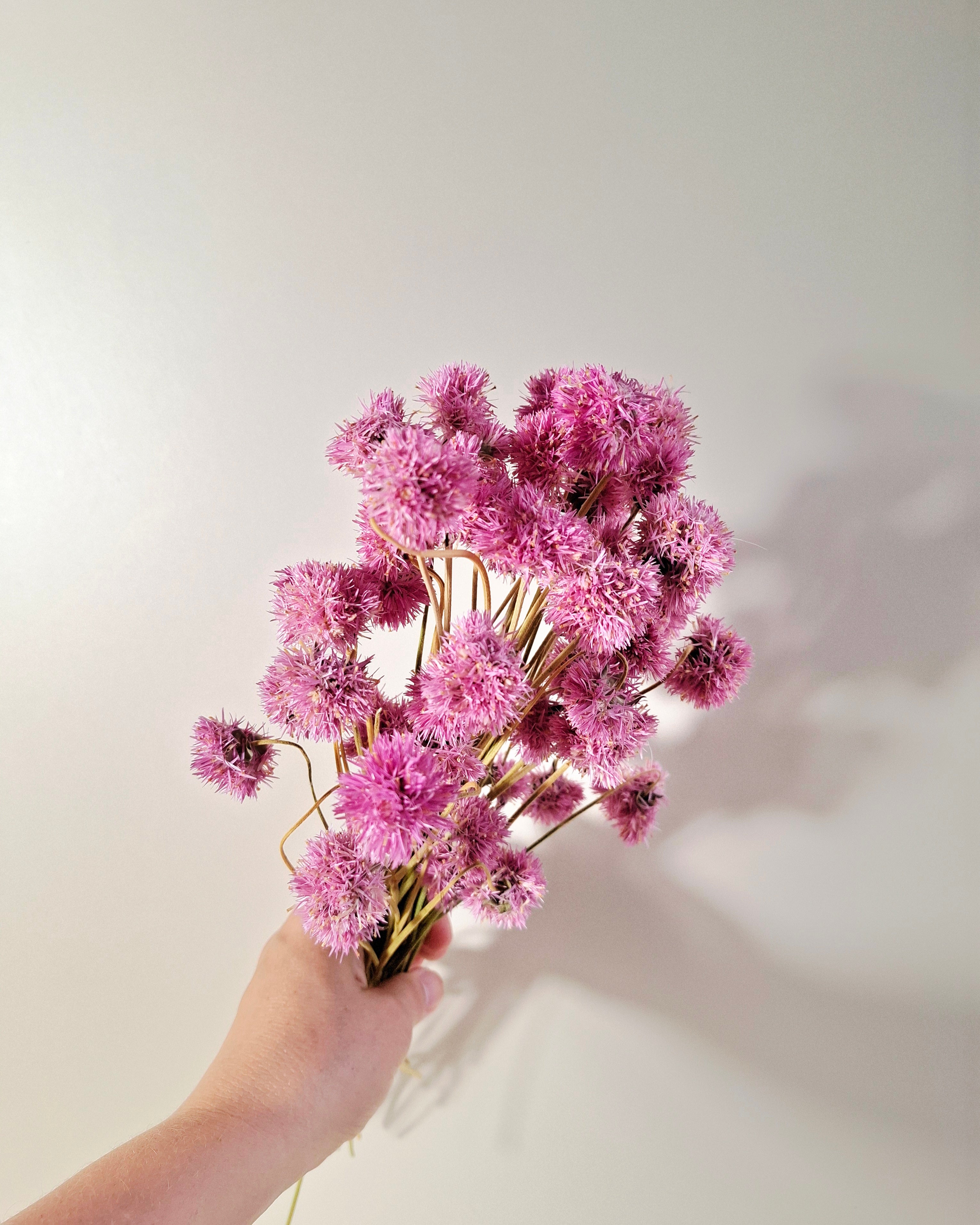 Pink Gomphrena Stems