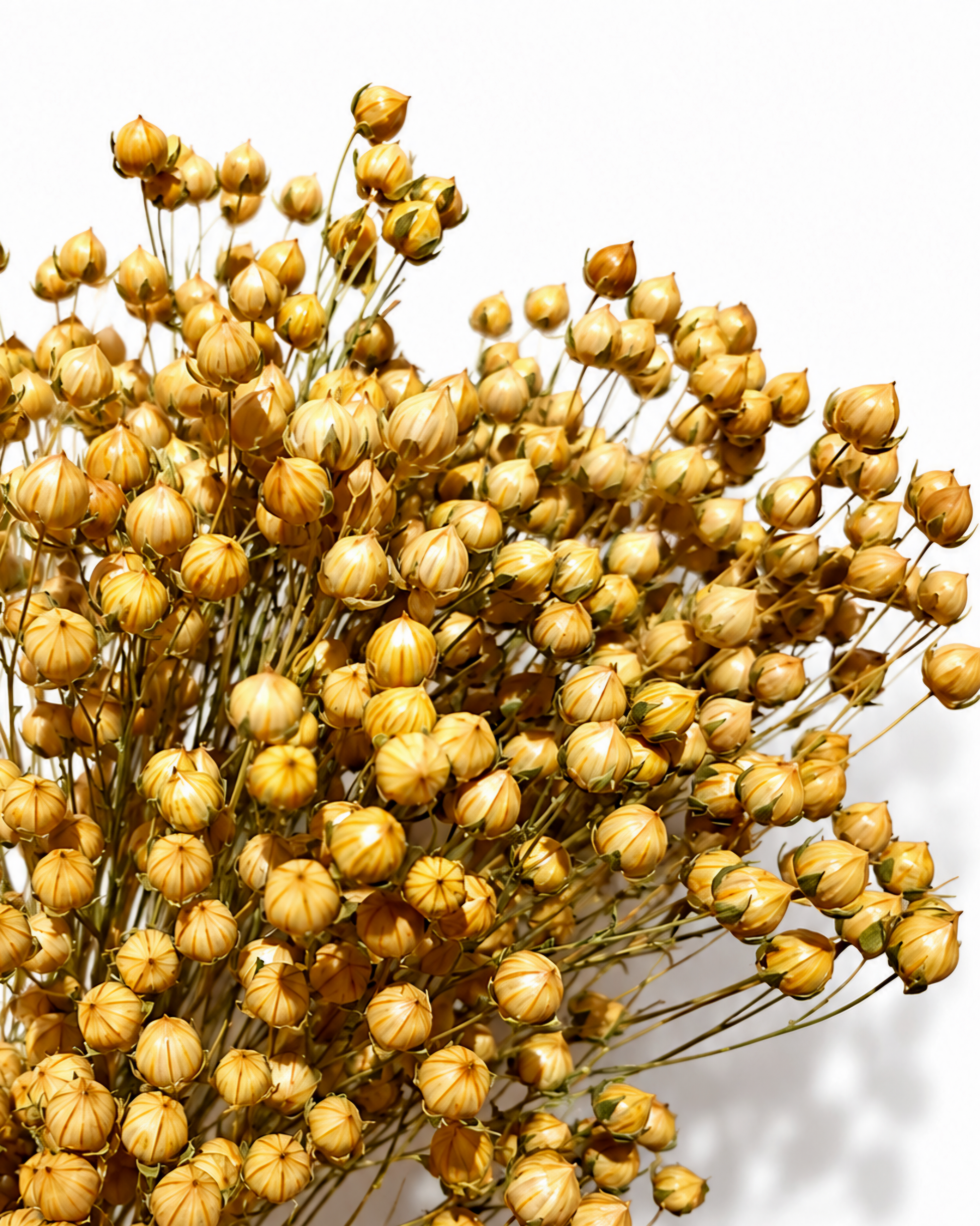 Detailed close-up photo of preserved natural flax seed pods showing intricate spherical textures and warm amber-straw hues.
