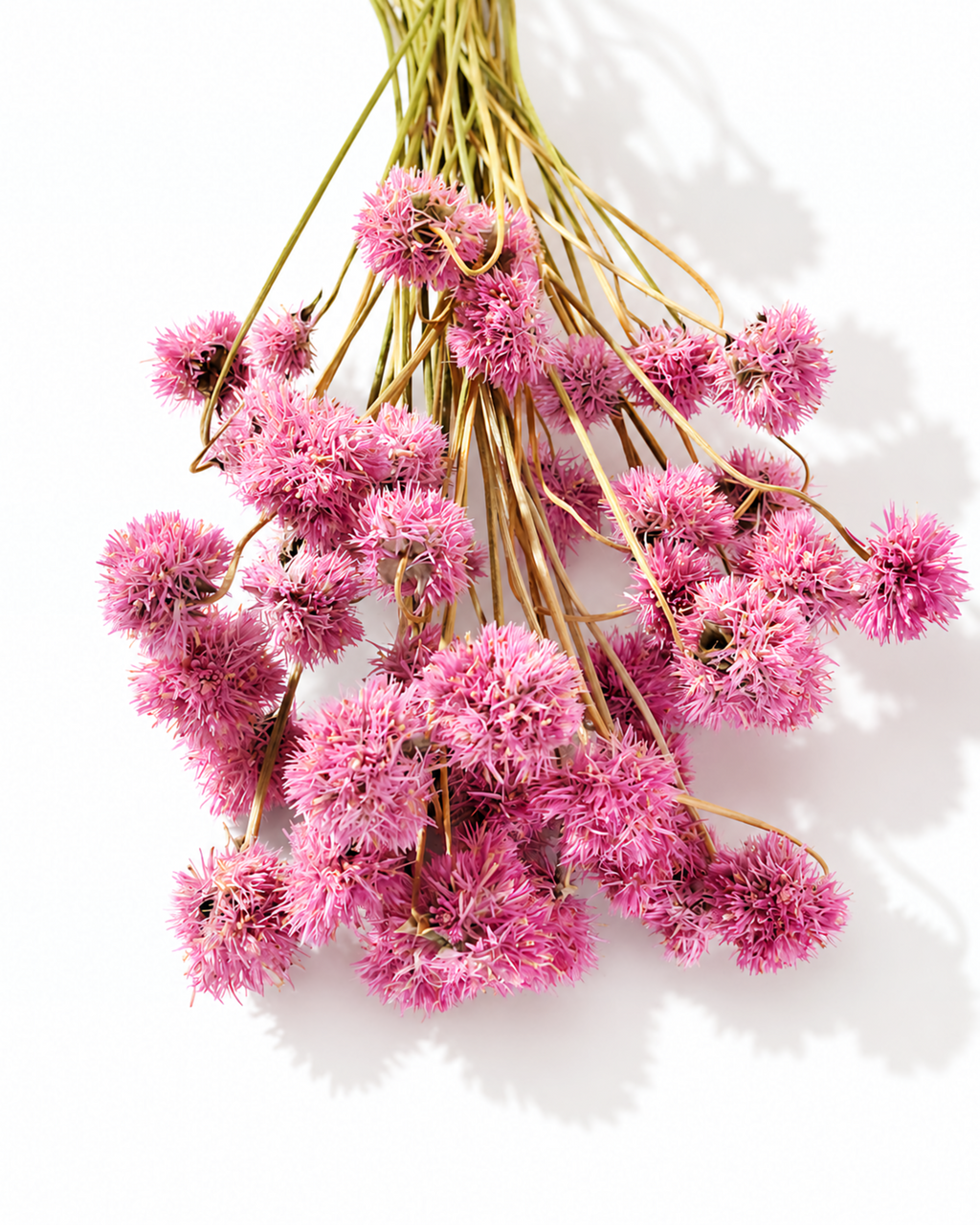 Wholesale bulk dried pink flowers for scandinavian interior design and professional floristry workshops