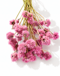 Wholesale bulk dried pink flowers for scandinavian interior design and professional floristry workshops