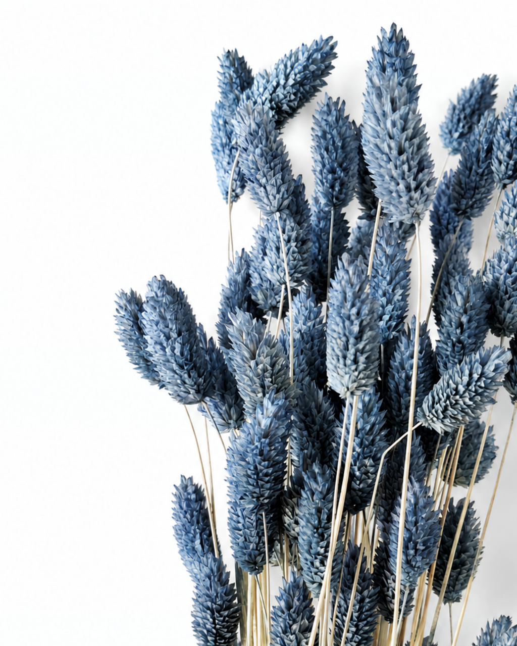 Detailed view of steel blue dried Phalaris grass stems bound together.
