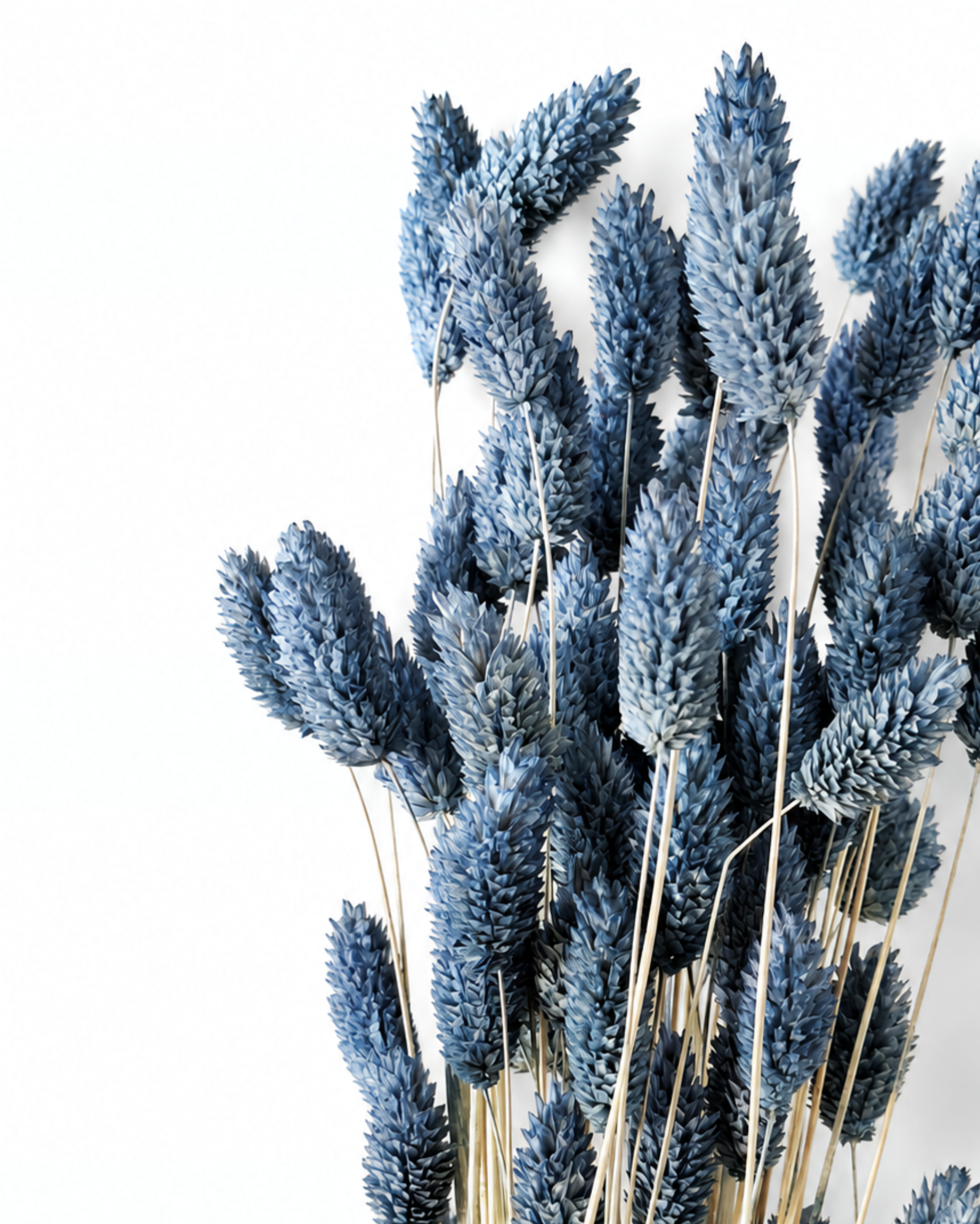 Detailed view of steel blue dried Phalaris grass stems bound together.
