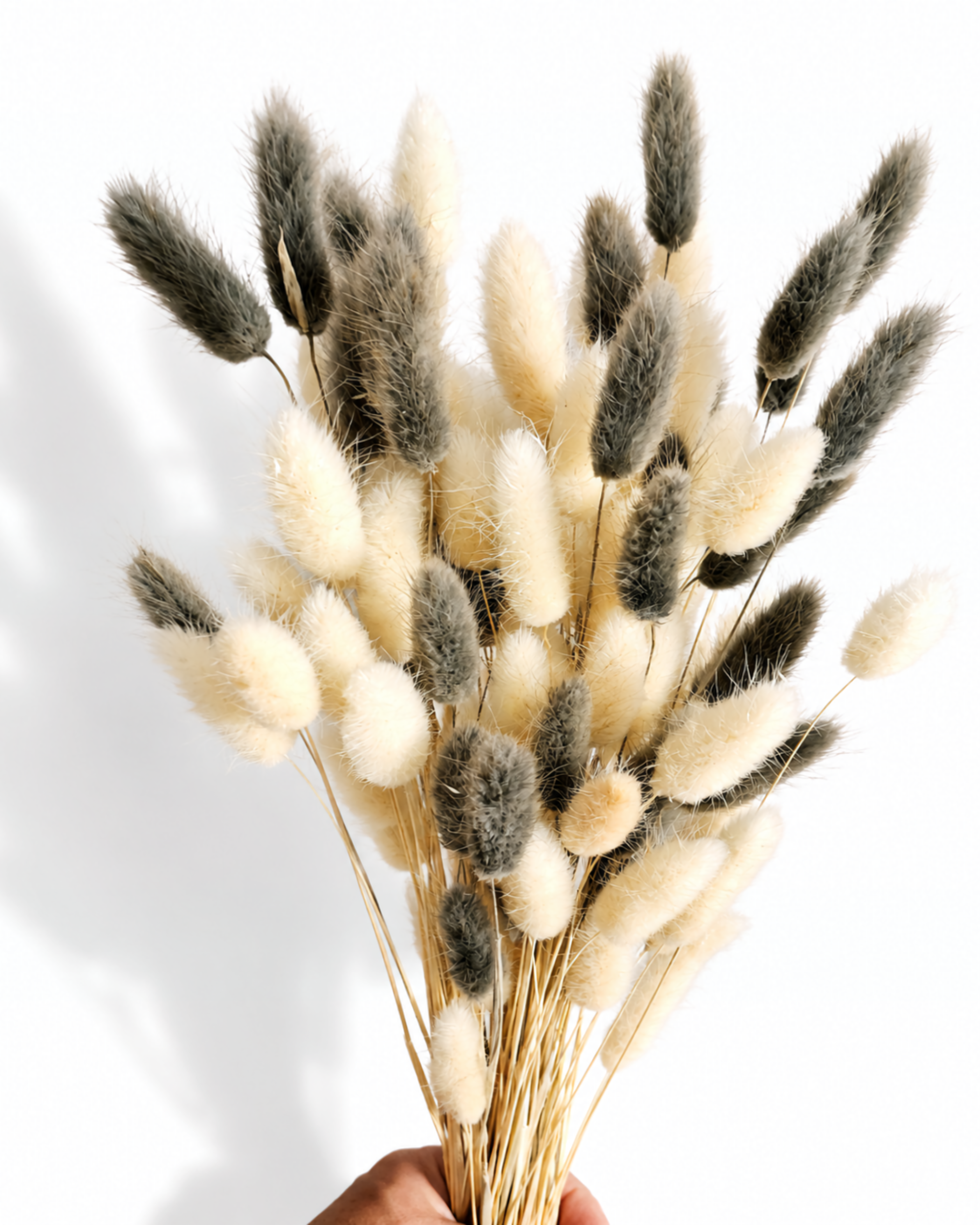 Close-up view of fluffy bleached white and ash grey dried bunny tail grass stems held in hand.
