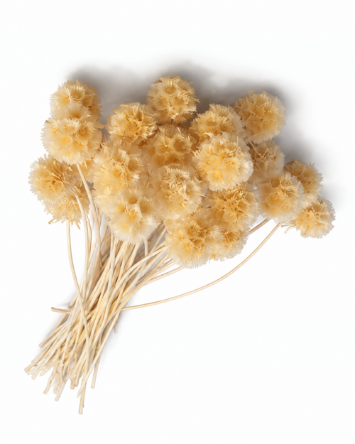 Bleached Preserved Scabiosa Stems - 15-17cm Starflower Pods (Bunch of 10)