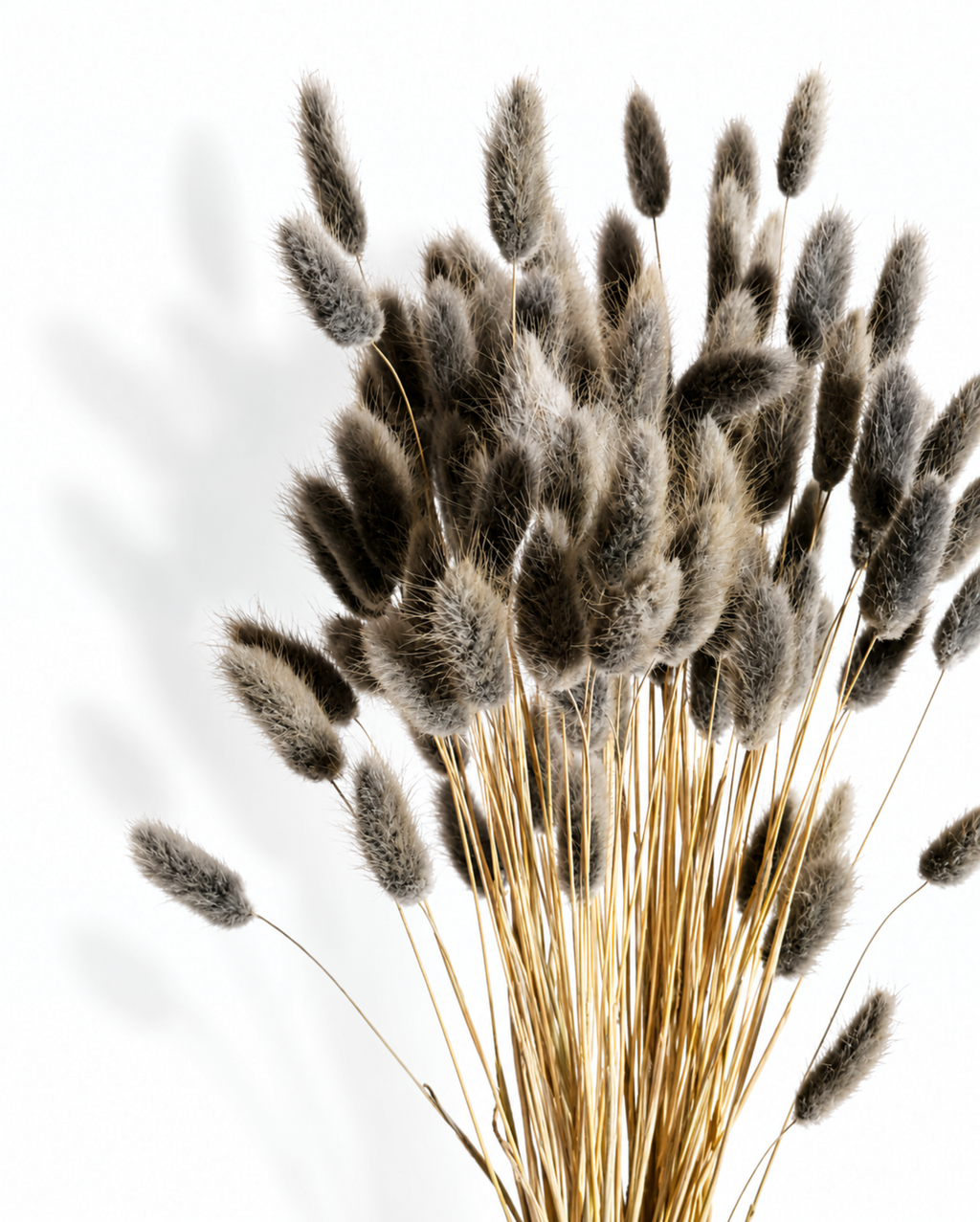 A fan-shaped bundle of dark ash-grey preserved bunny tail grass stems standing vertically on a bright white studio background.
