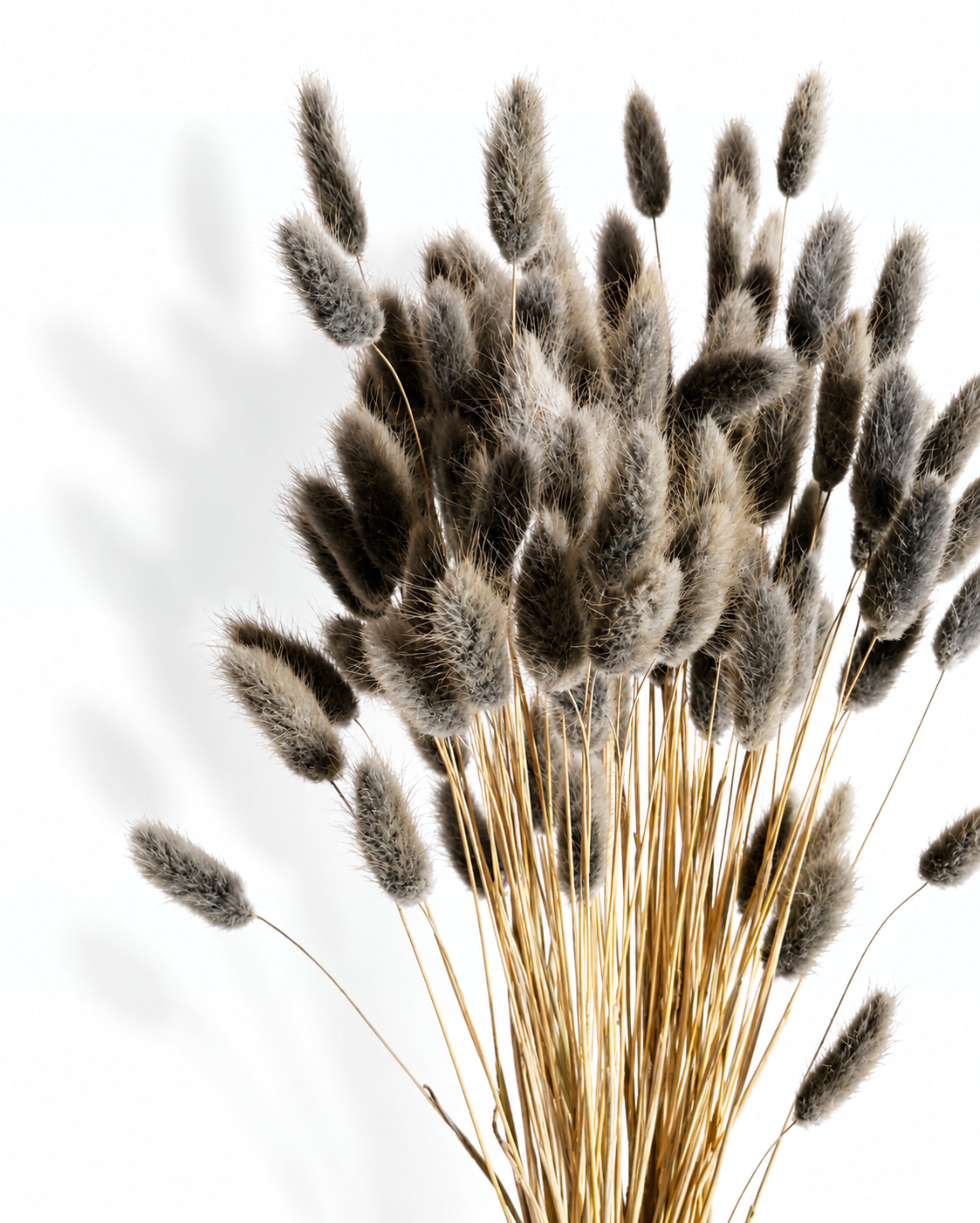 A fan-shaped bundle of dark ash-grey preserved bunny tail grass stems standing vertically on a bright white studio background.
