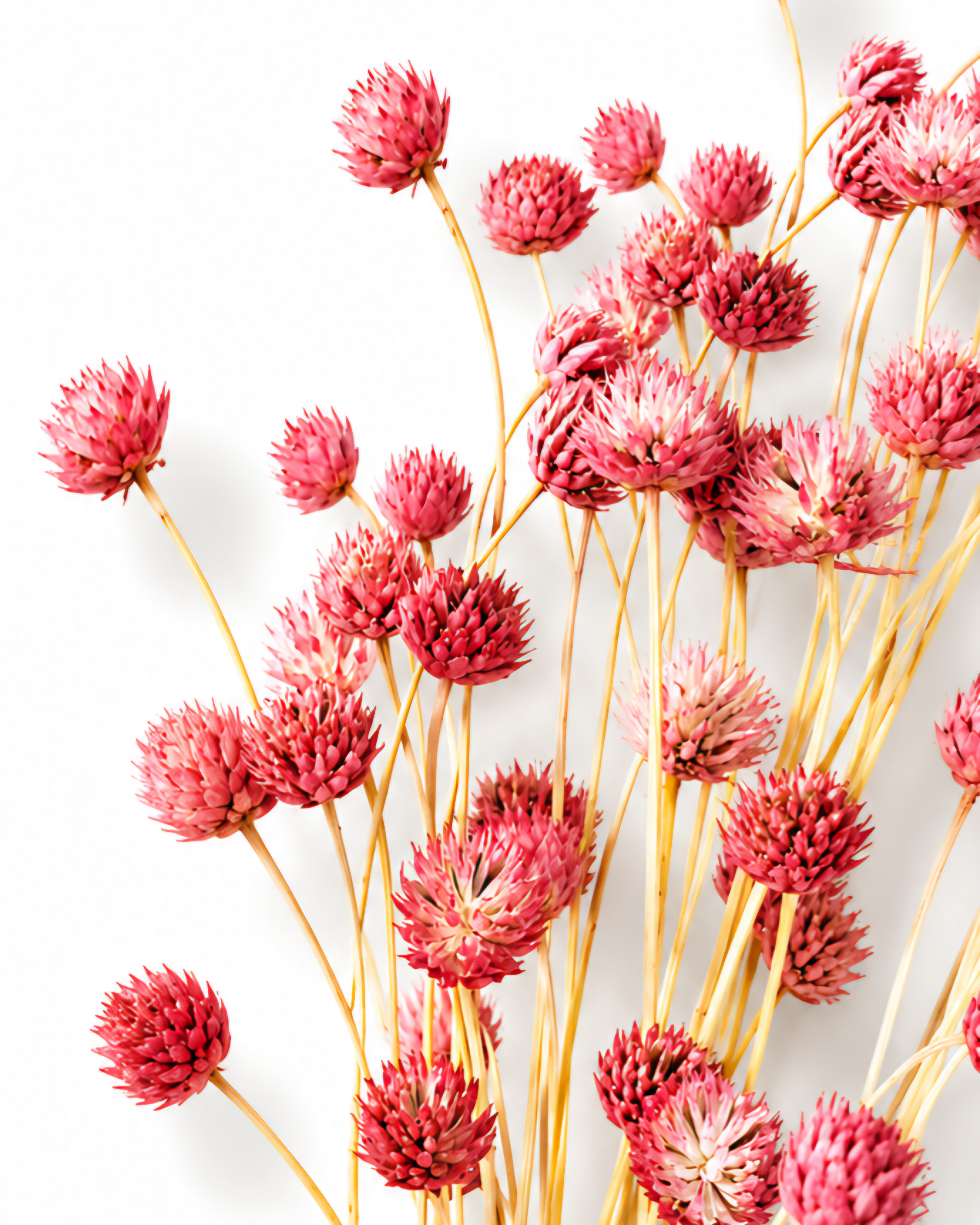 Close-up photo of small round pink Cephalaria flower heads on natural dried stems against a white background.
