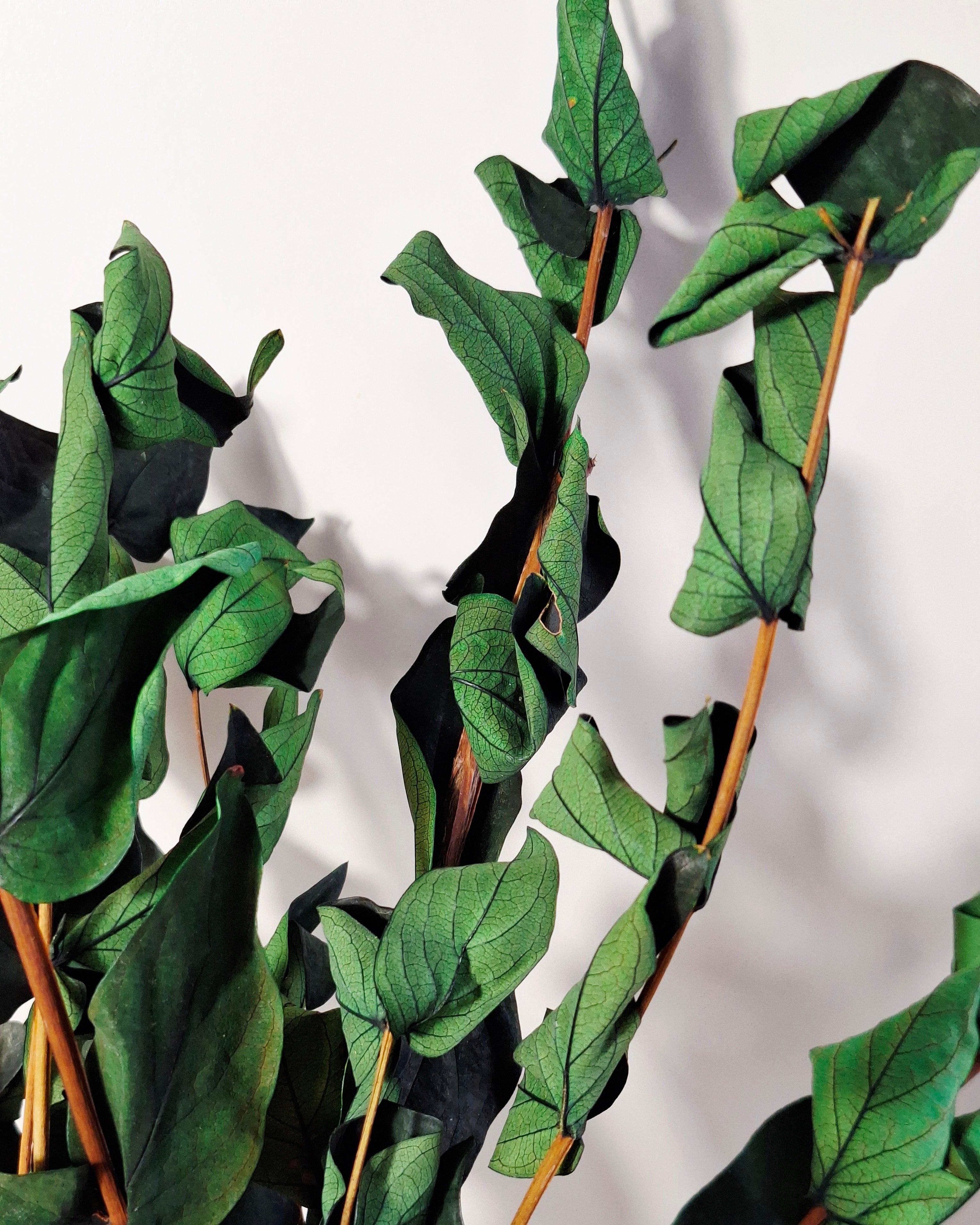 Preserved Green Foliage Branches