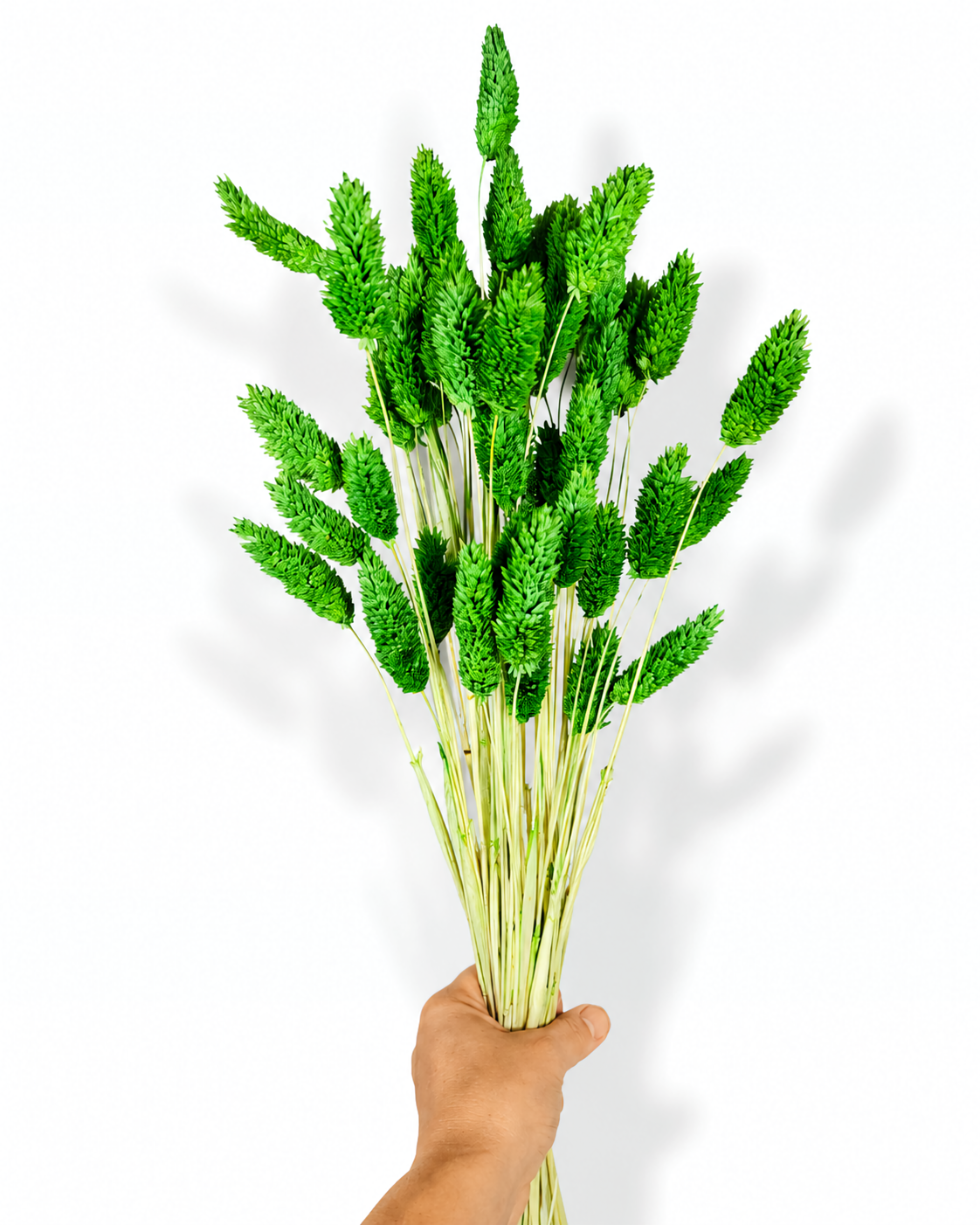 A hand holding a bundle of 50 preserved bright green Phalaris grass stems showing full stem length against a white backdrop.
