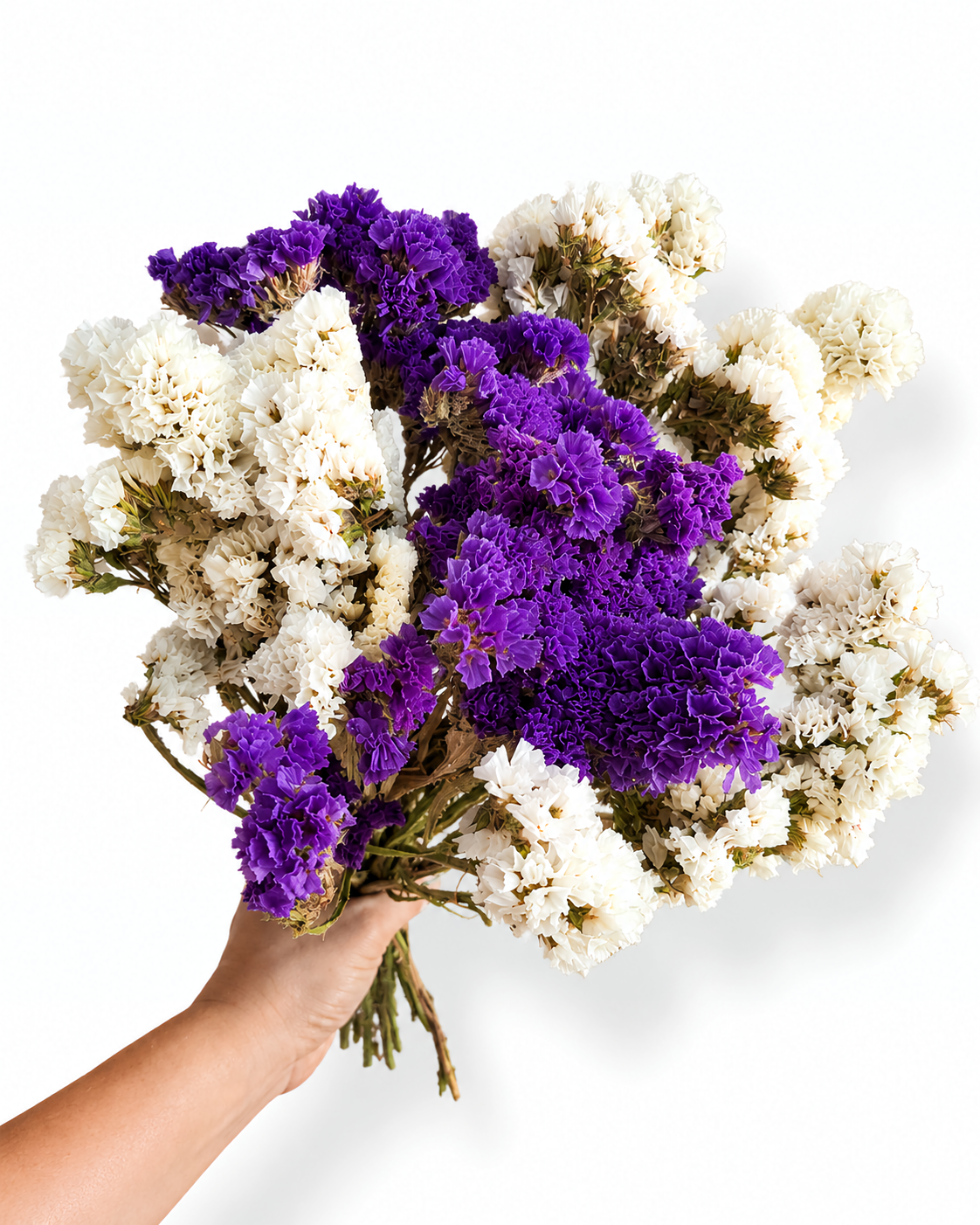 Close up of dense purple and cream white statice heads for boho wedding floral arrangements