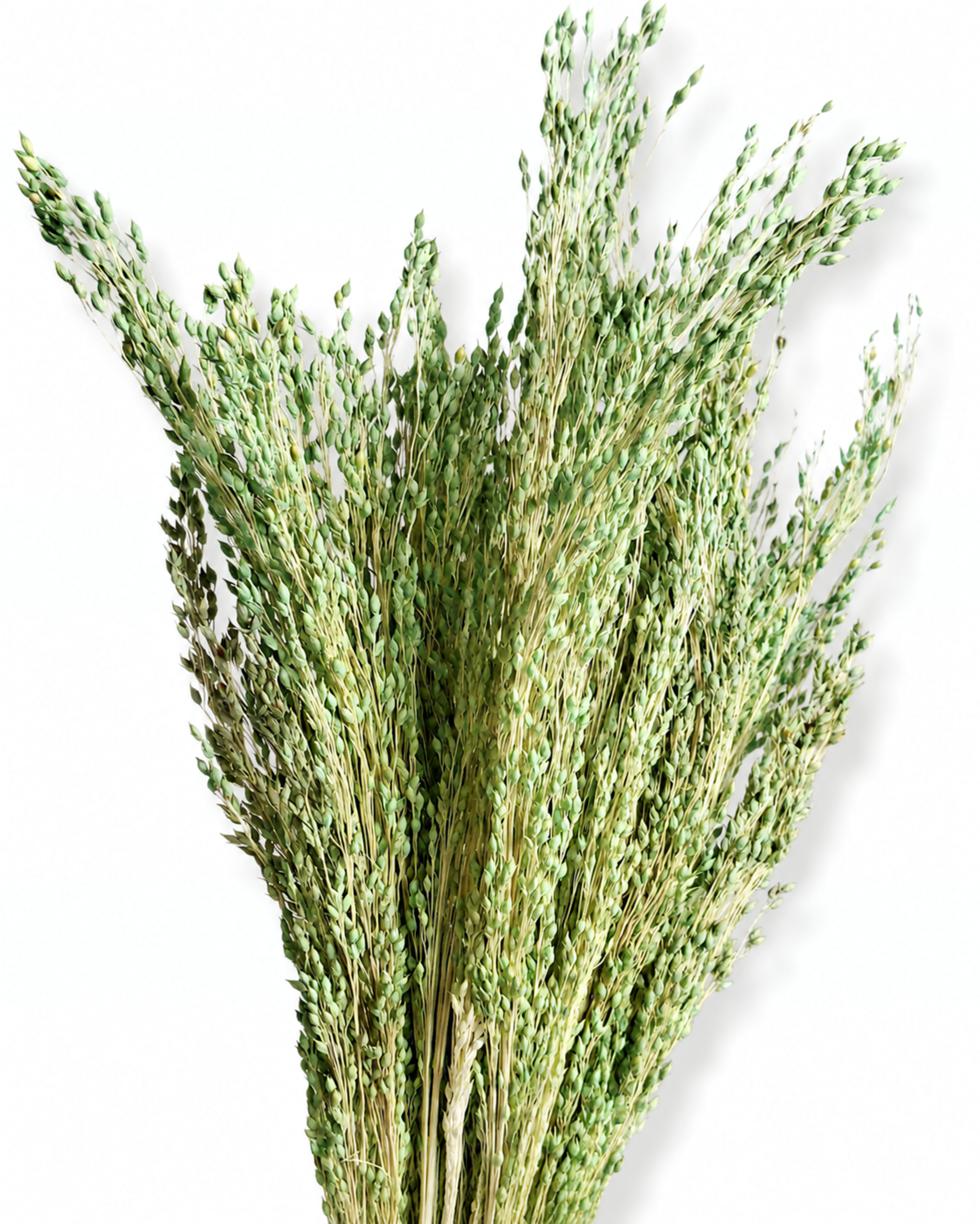 Full length view of a 50g bundle of green dried millet stems on a clean white background.
