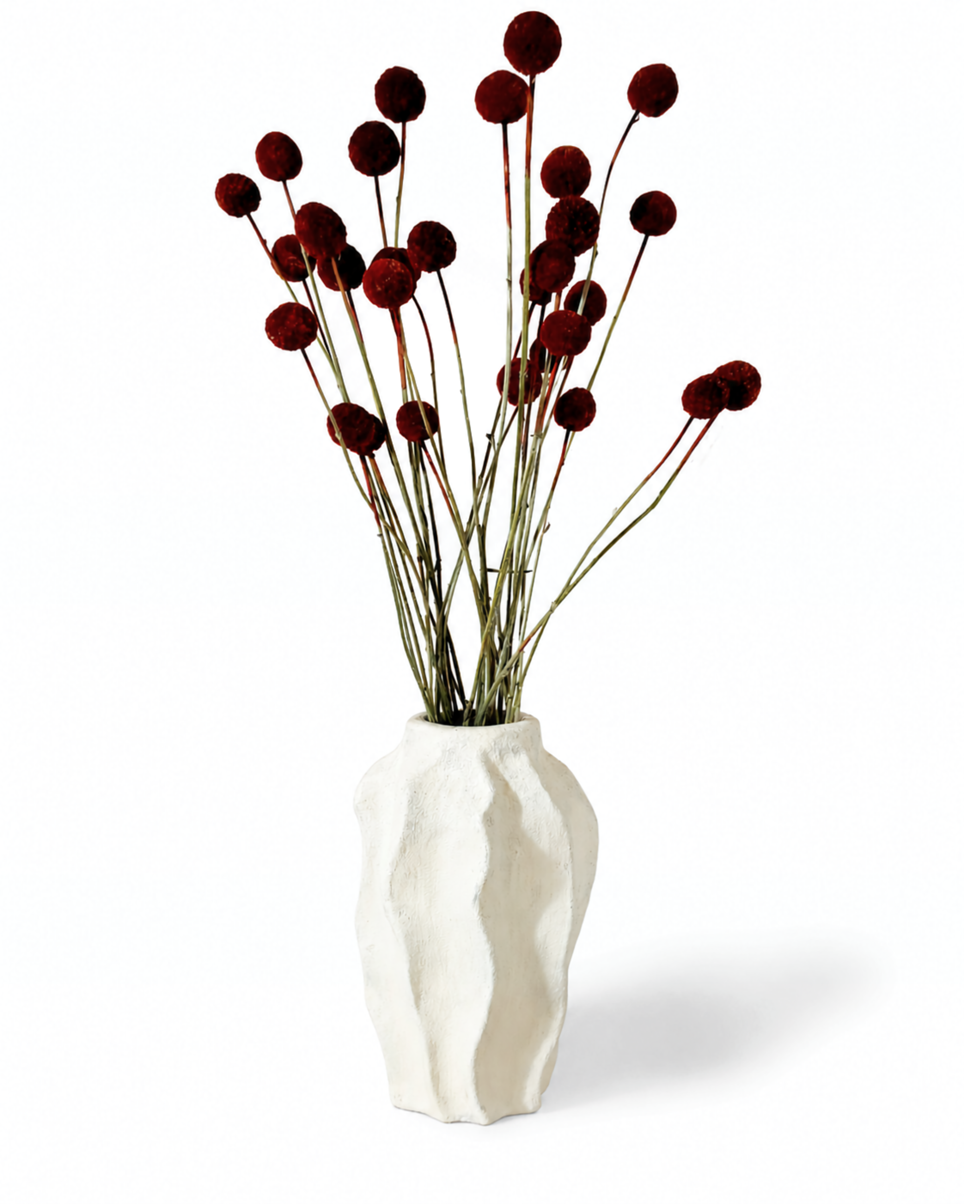 Dark Red Craspedia Stems