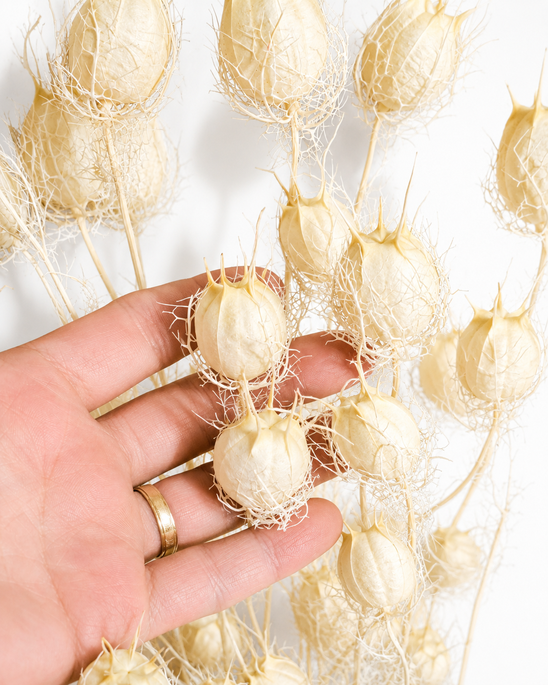 White Nigella Pods