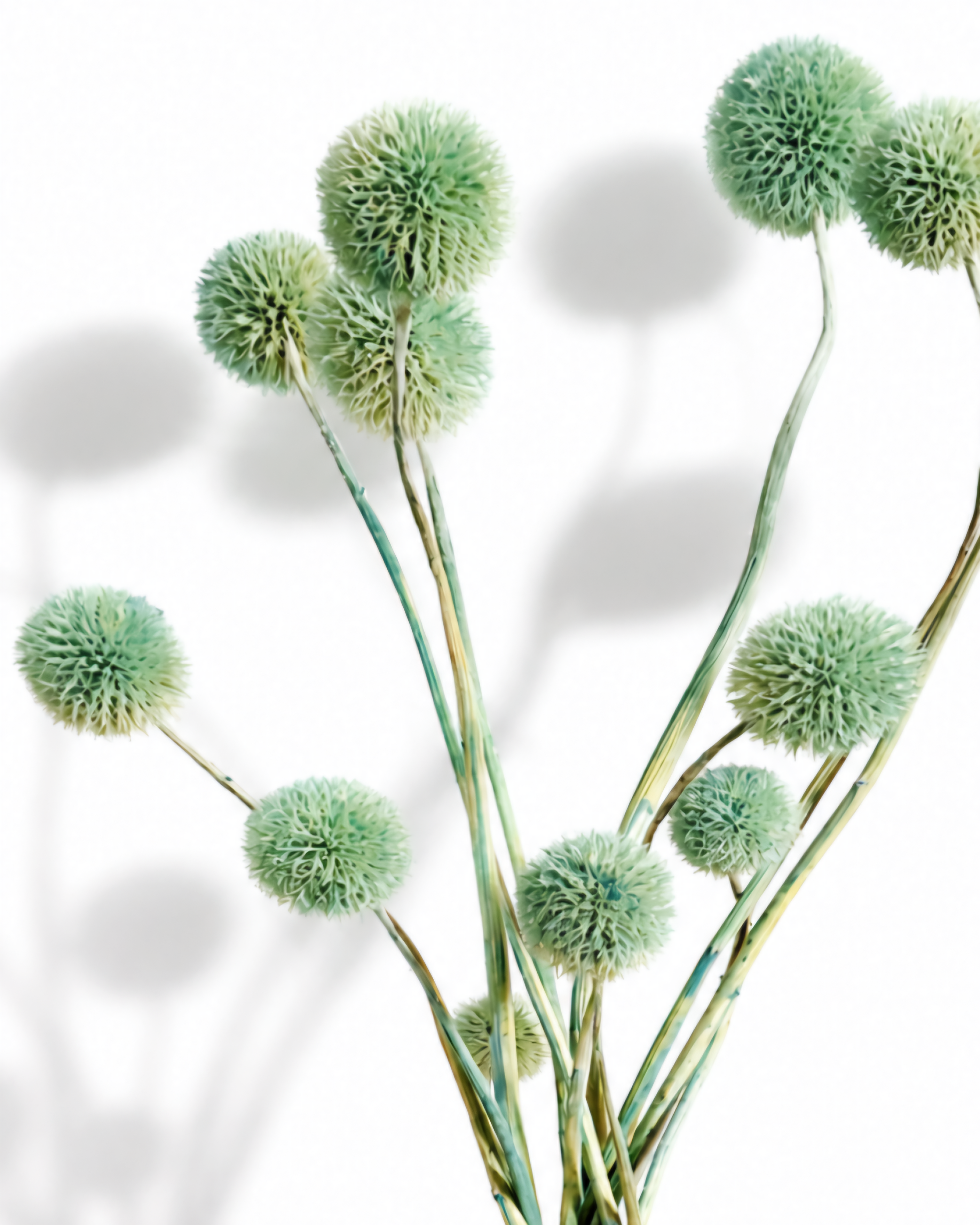 Dried Mint Green Allium Stems - Soft Globe Bunch