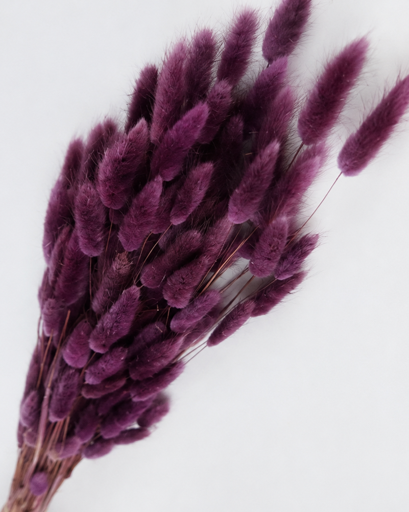 Purple Bunny Tail Grass