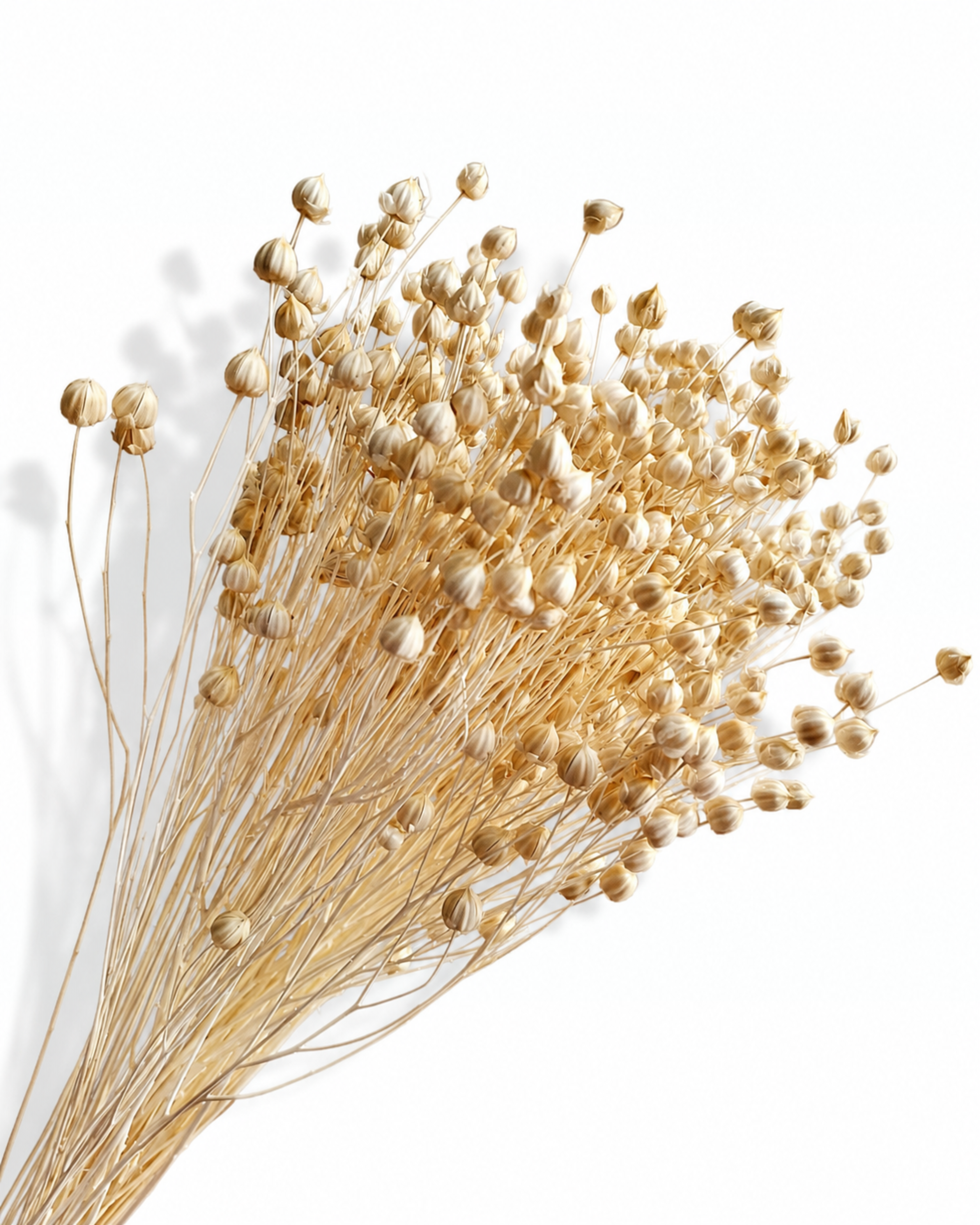 Wholesale bulk neutral dried flowers and grasses for professional event designers Europe