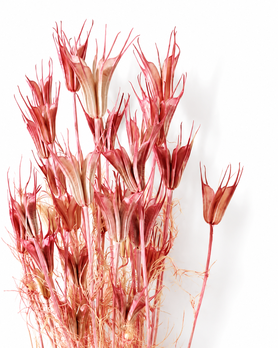 Coral Pink Nigella Stems