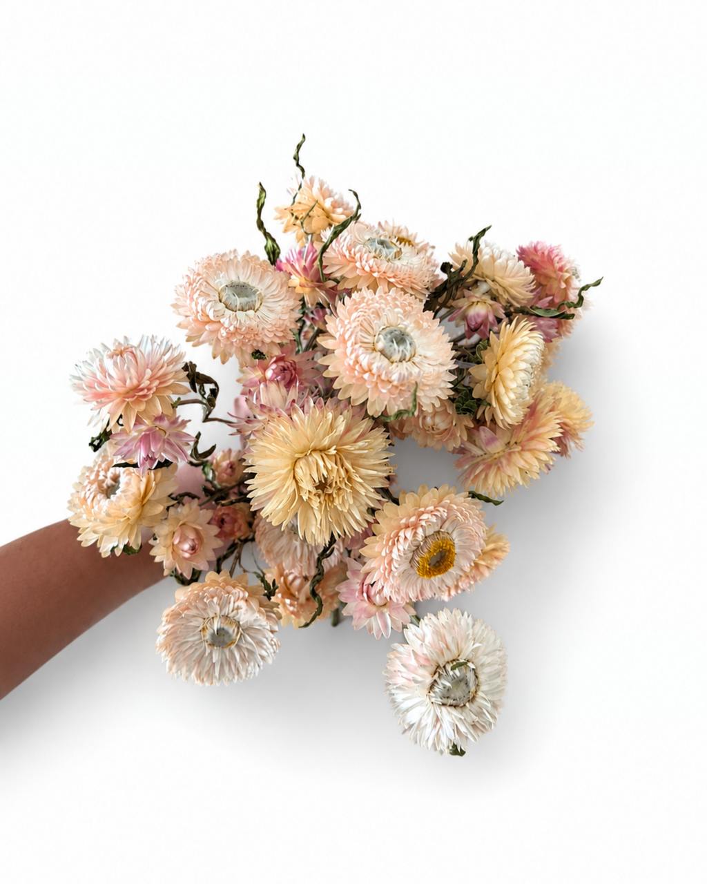 A full, uniform bunch of premium naturally dried Peach Pink Strawflowers (Helichrysum) showing crisp papery texture.
