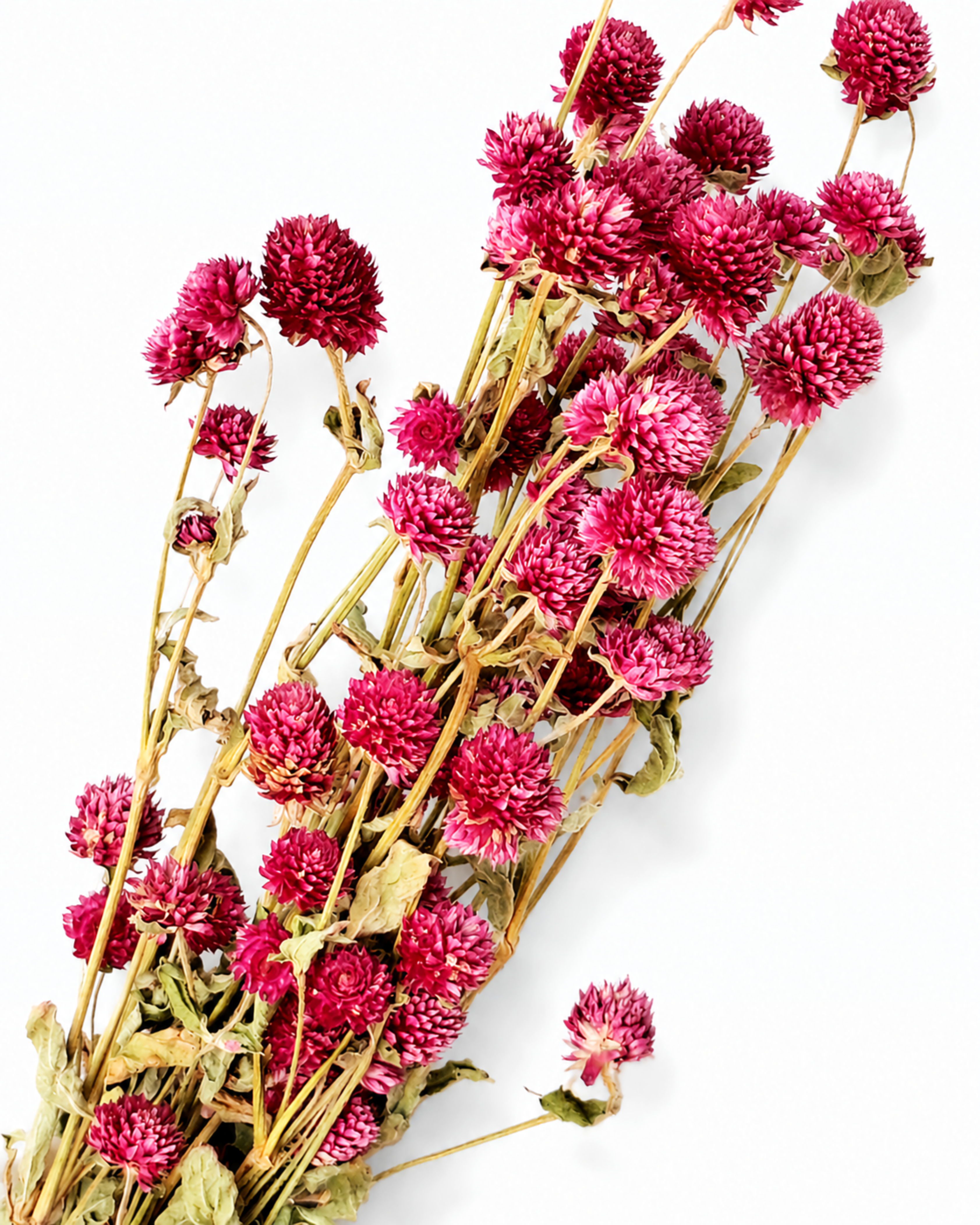 Top-down view of bright pink dried Gomphrena stems showing rich clover-like flower head textures.

