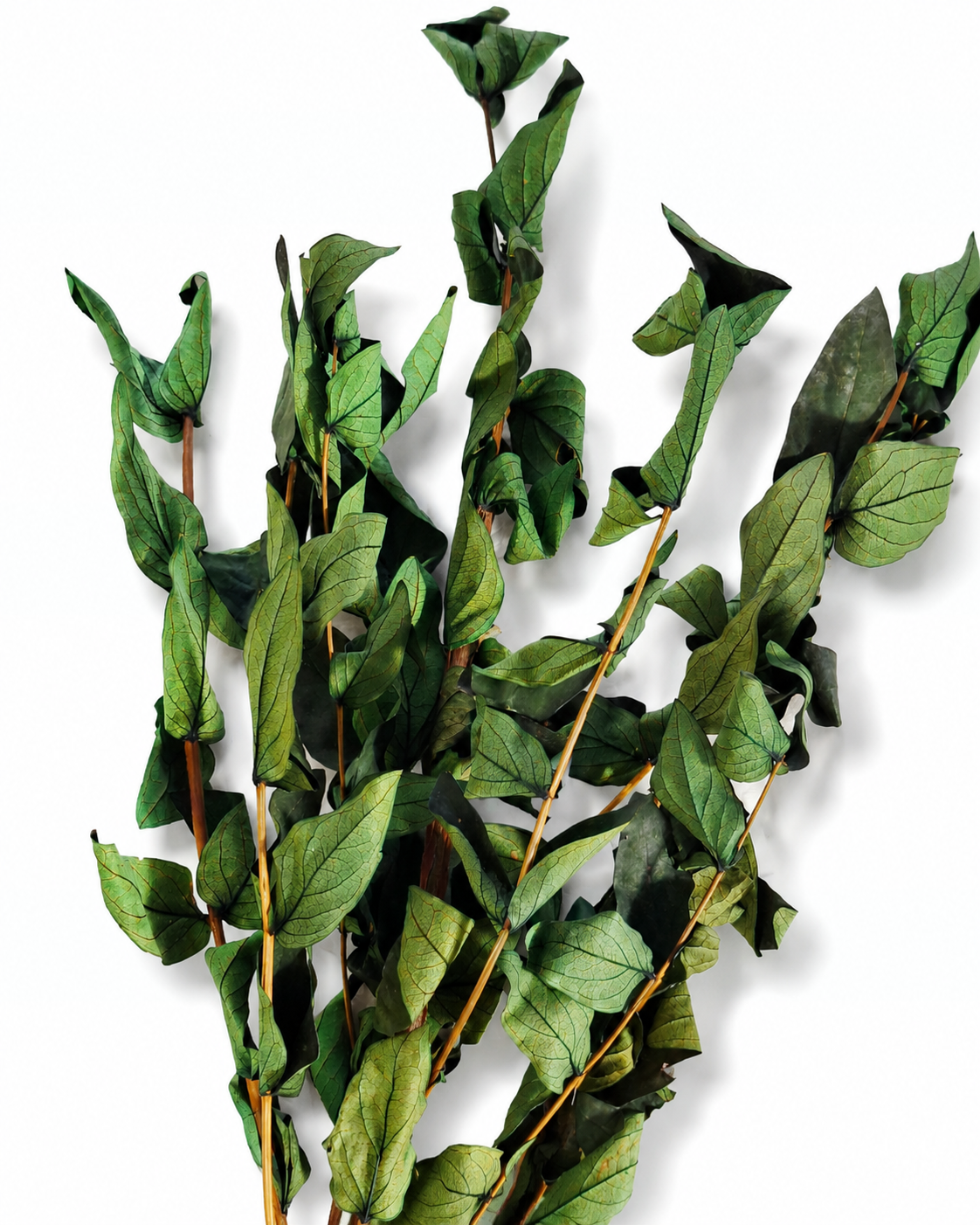Preserved Green Foliage Branches
