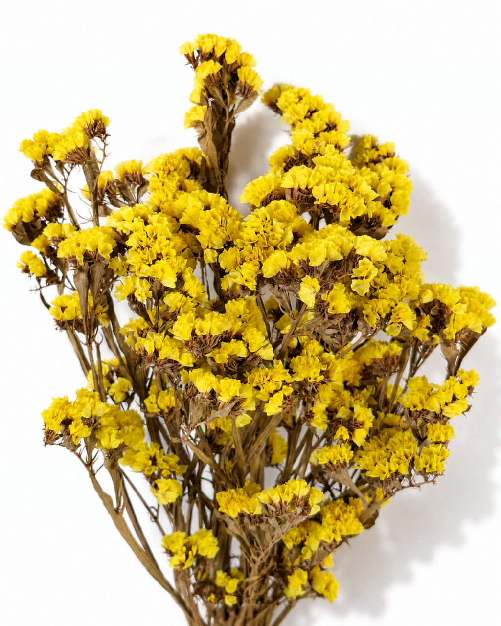 Yellow Dried Statice Bunch, Bright Limonium Stems