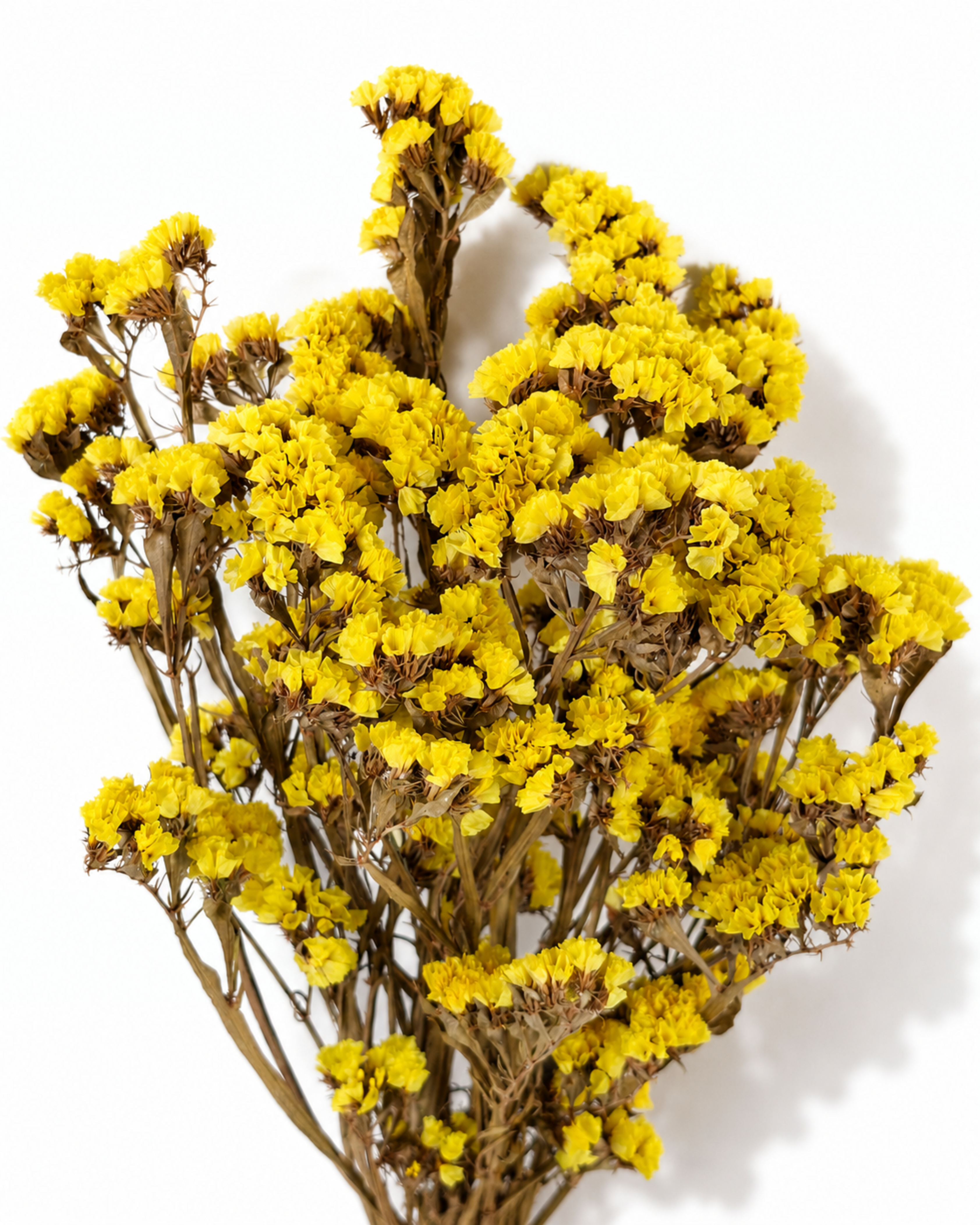 Yellow Dried Statice Bunch, Bright Limonium Stems