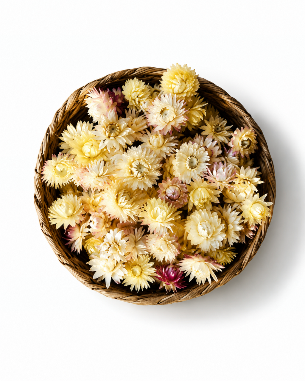Cream Dried Strawflower Heads Helichrysum