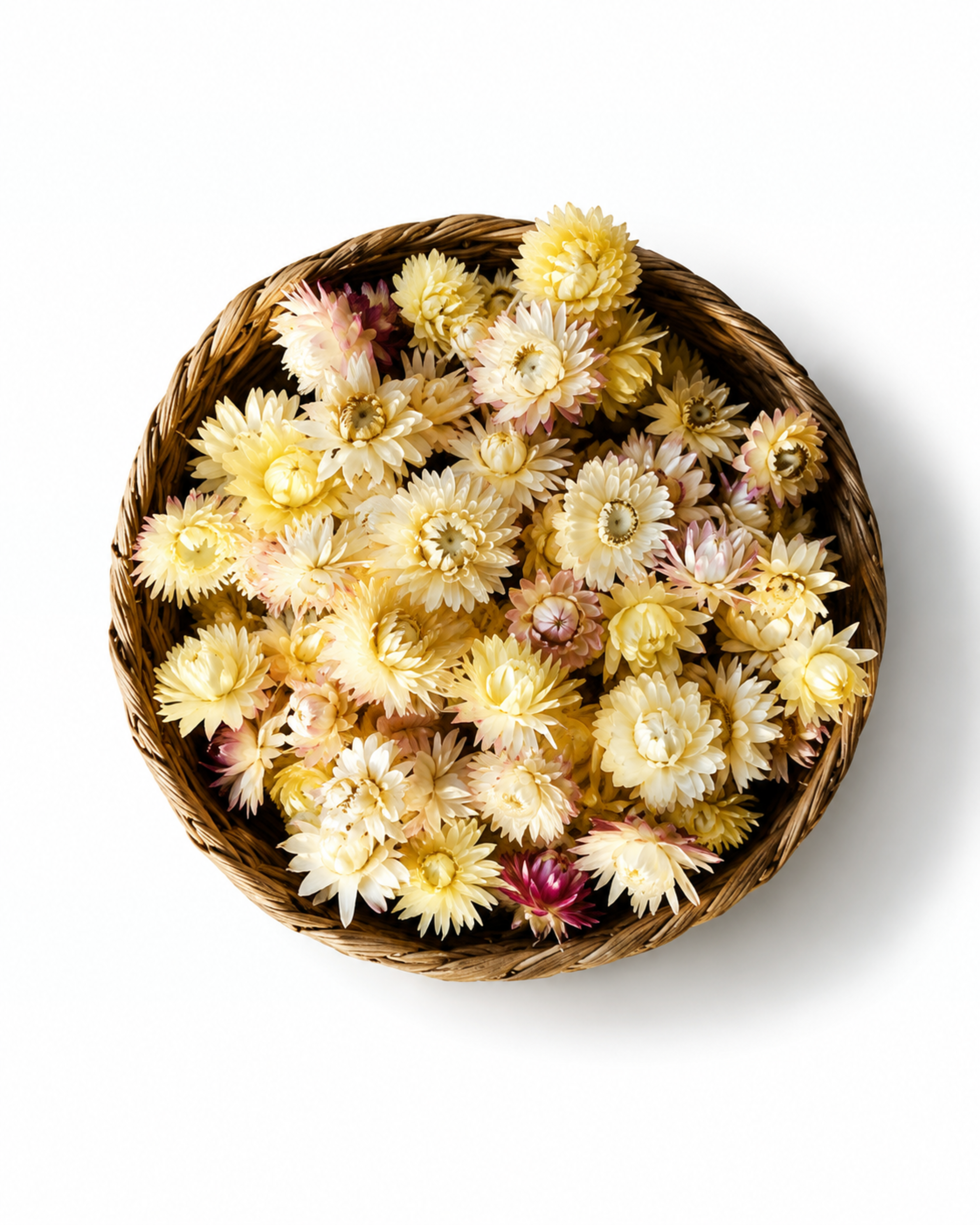 Cream Dried Strawflower Heads Helichrysum