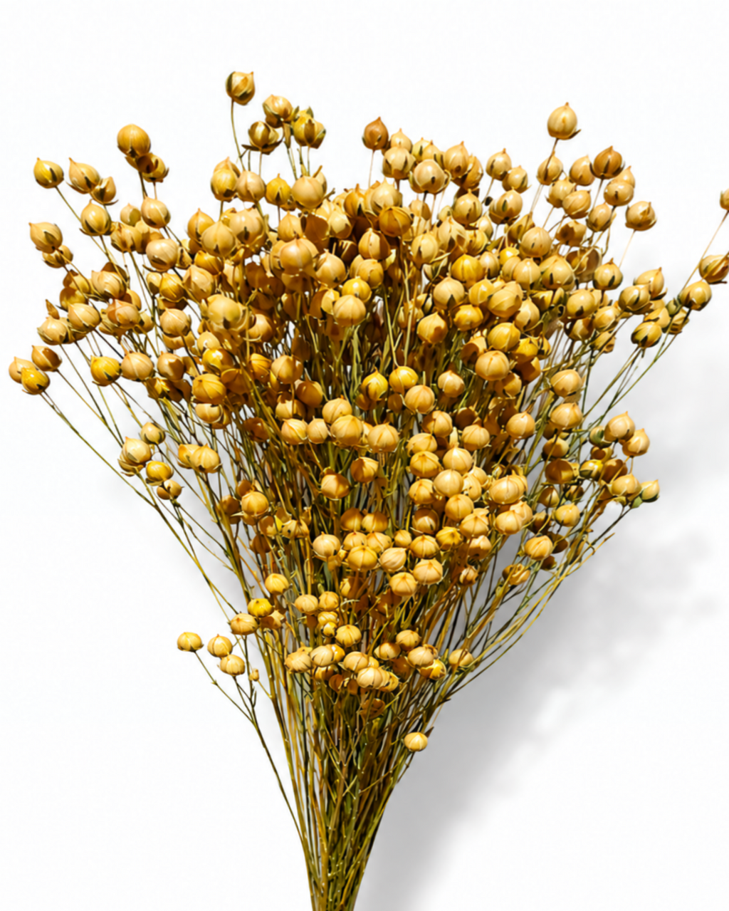 Full-length photograph of a 50g bunch of natural preserved linum flax stems showing its full 50-55 cm stem length and warm golden color.
