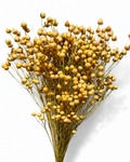 Full-length photograph of a 50g bunch of natural preserved linum flax stems showing its full 50-55 cm stem length and warm golden color.
