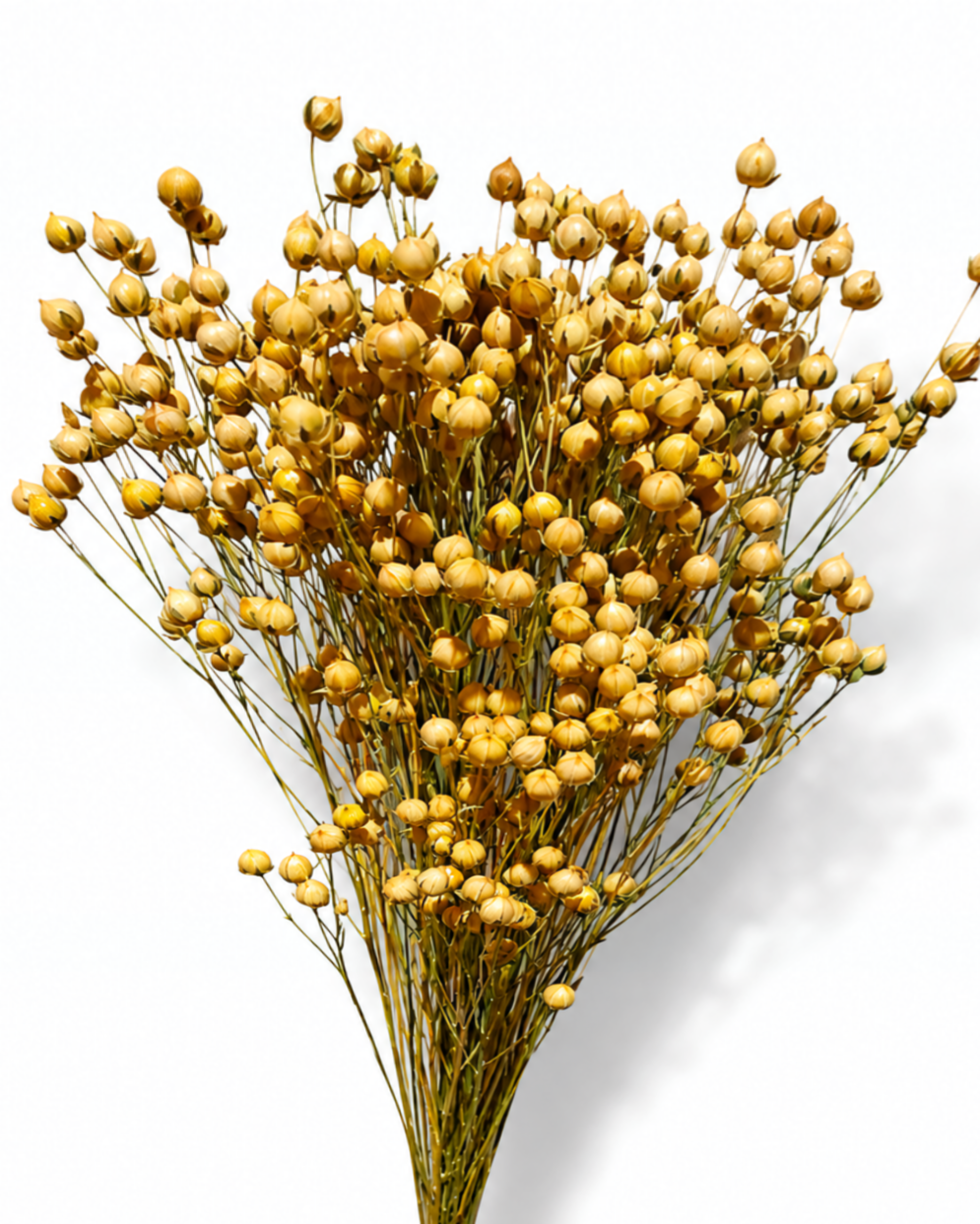 Full-length photograph of a 50g bunch of natural preserved linum flax stems showing its full 50-55 cm stem length and warm golden color.
