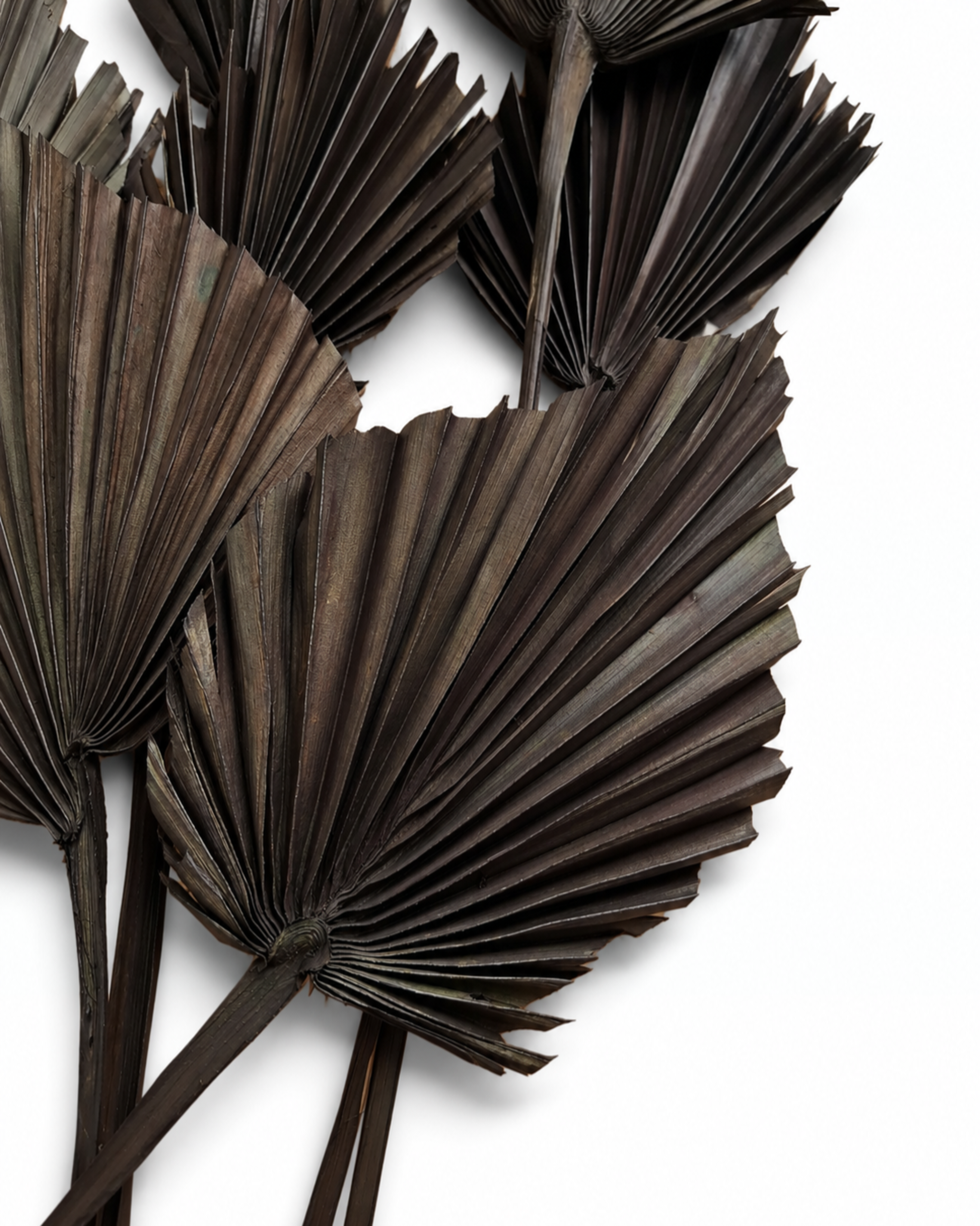 Naturally air-dried and matte black painted palm spear fronds, 5 pieces bundle, 30-50cm height for contemporary interior design.
