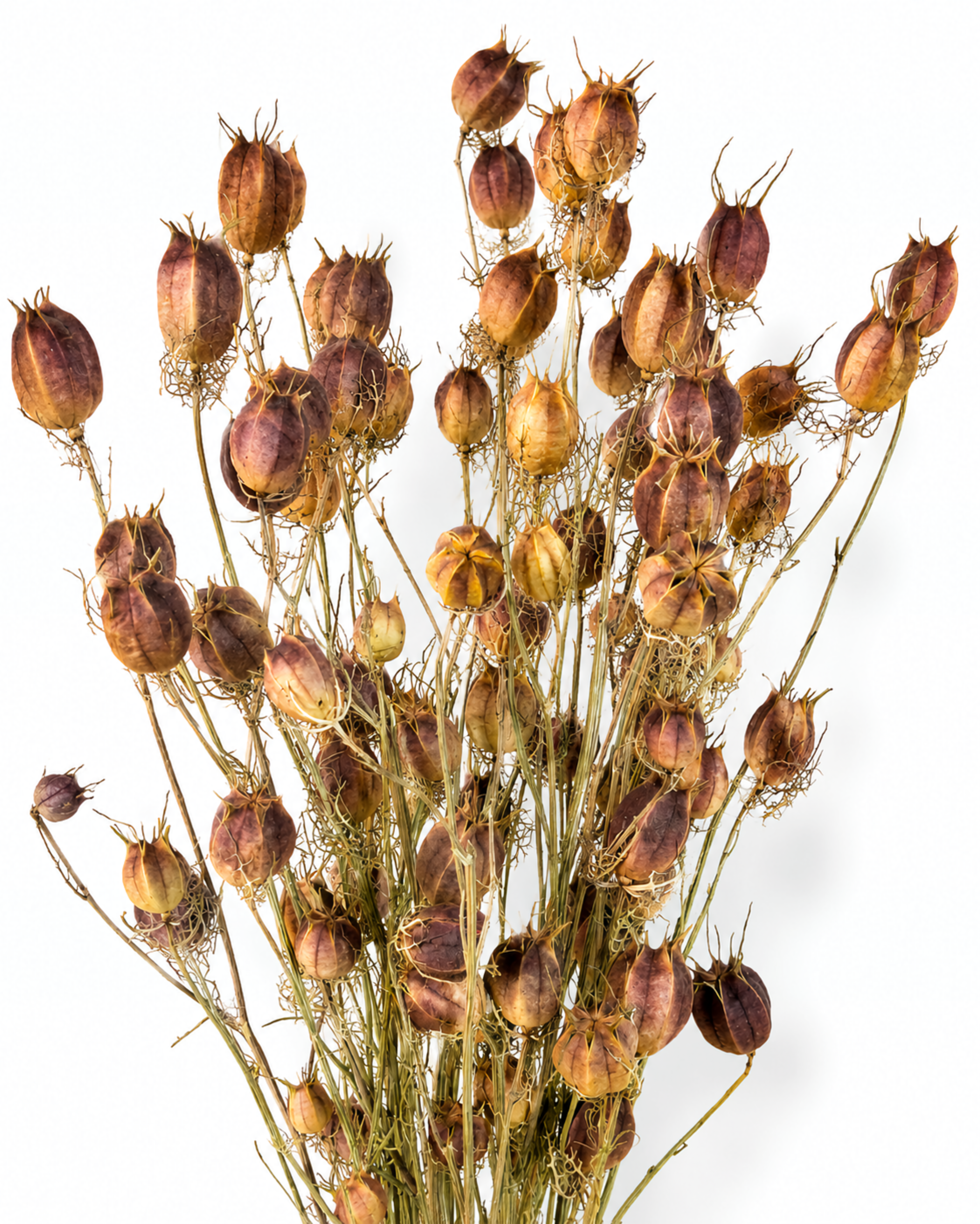 Close-up view of a dense bundle of dried Nigella Damascena pods showing rich burgundy and tan natural colors.
