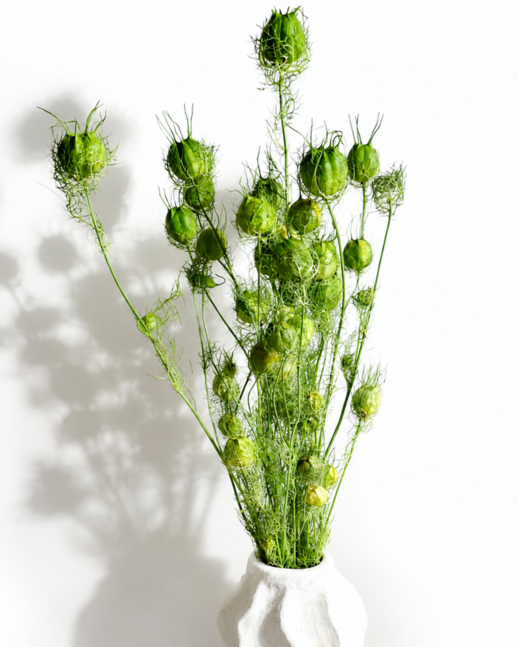 Hand holding a single bright green dried Nigella pod to showcase size and fine texture.

