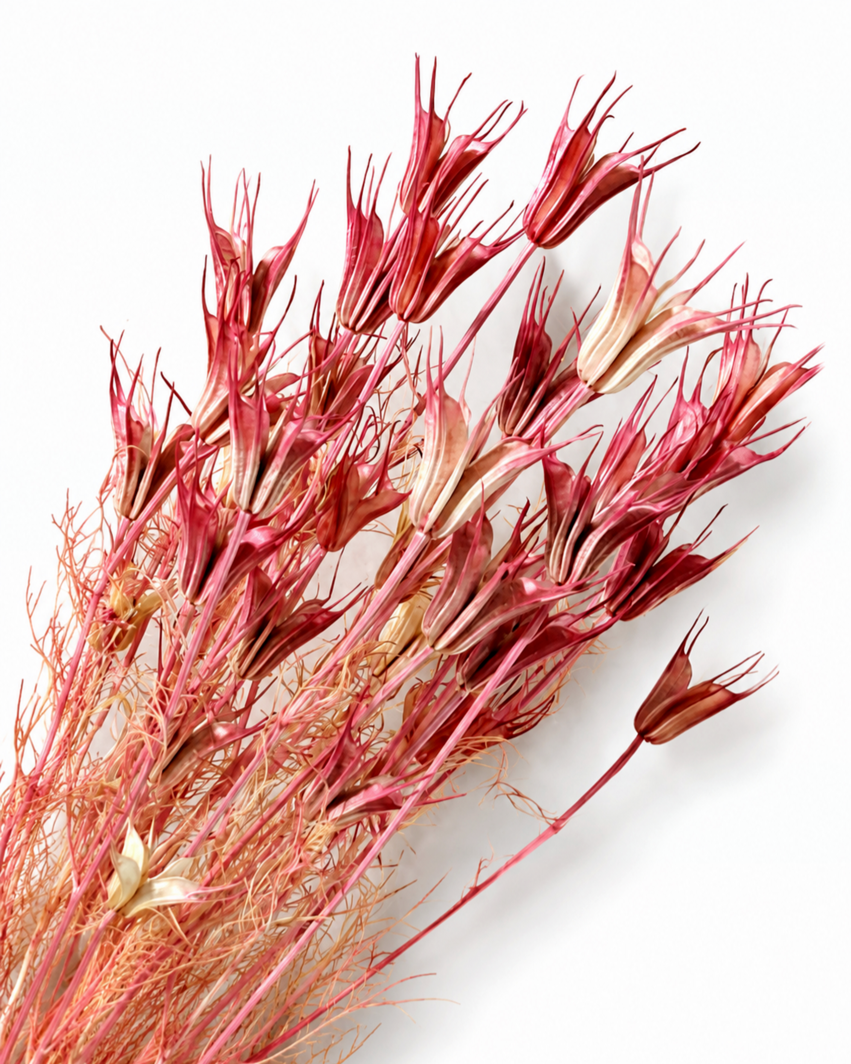 Close-up view of sculptural coral pink dried Nigella orientalis seed pods on a white backdrop.
