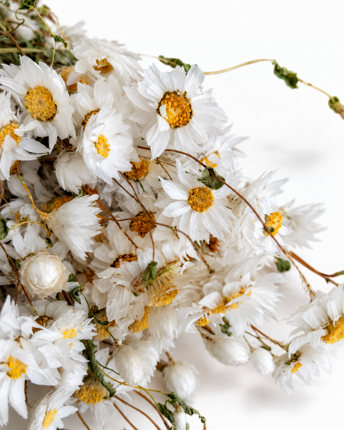 Dried White Rodanthe Daisy Stems - Natural Dried Daisy Flowers Bunch 90-100g