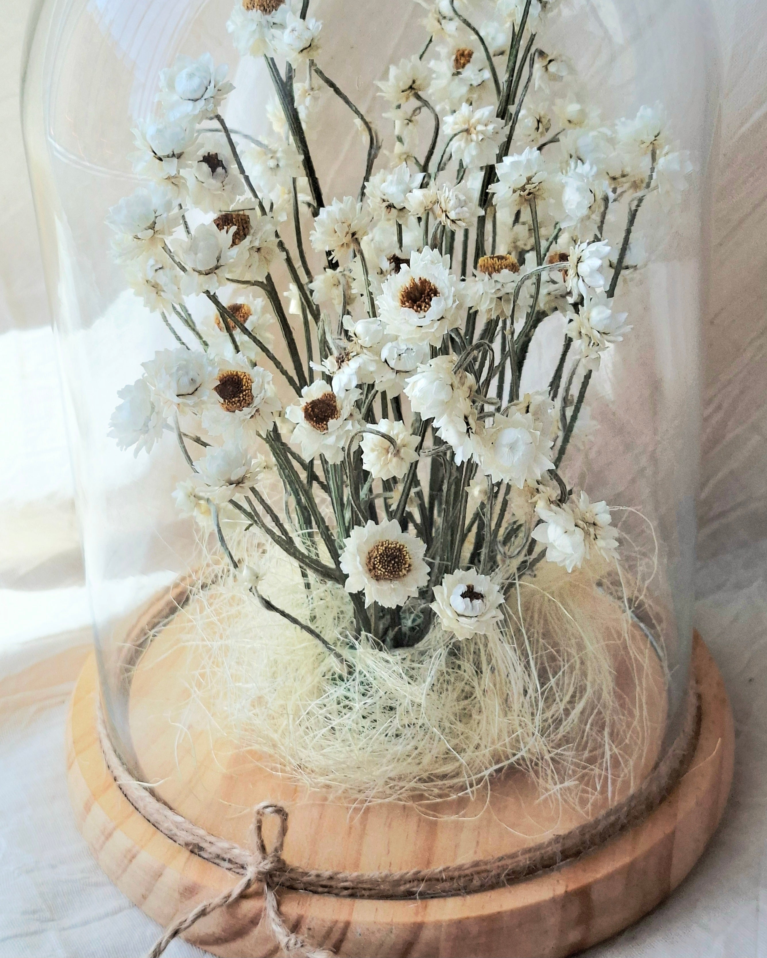 White Preserved Ammobium Under Glass Dome