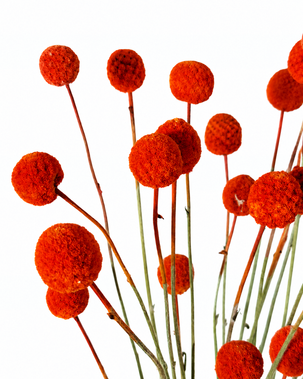 Dried Terracotta Red Craspedia Stems - Billy Balls Bunch
