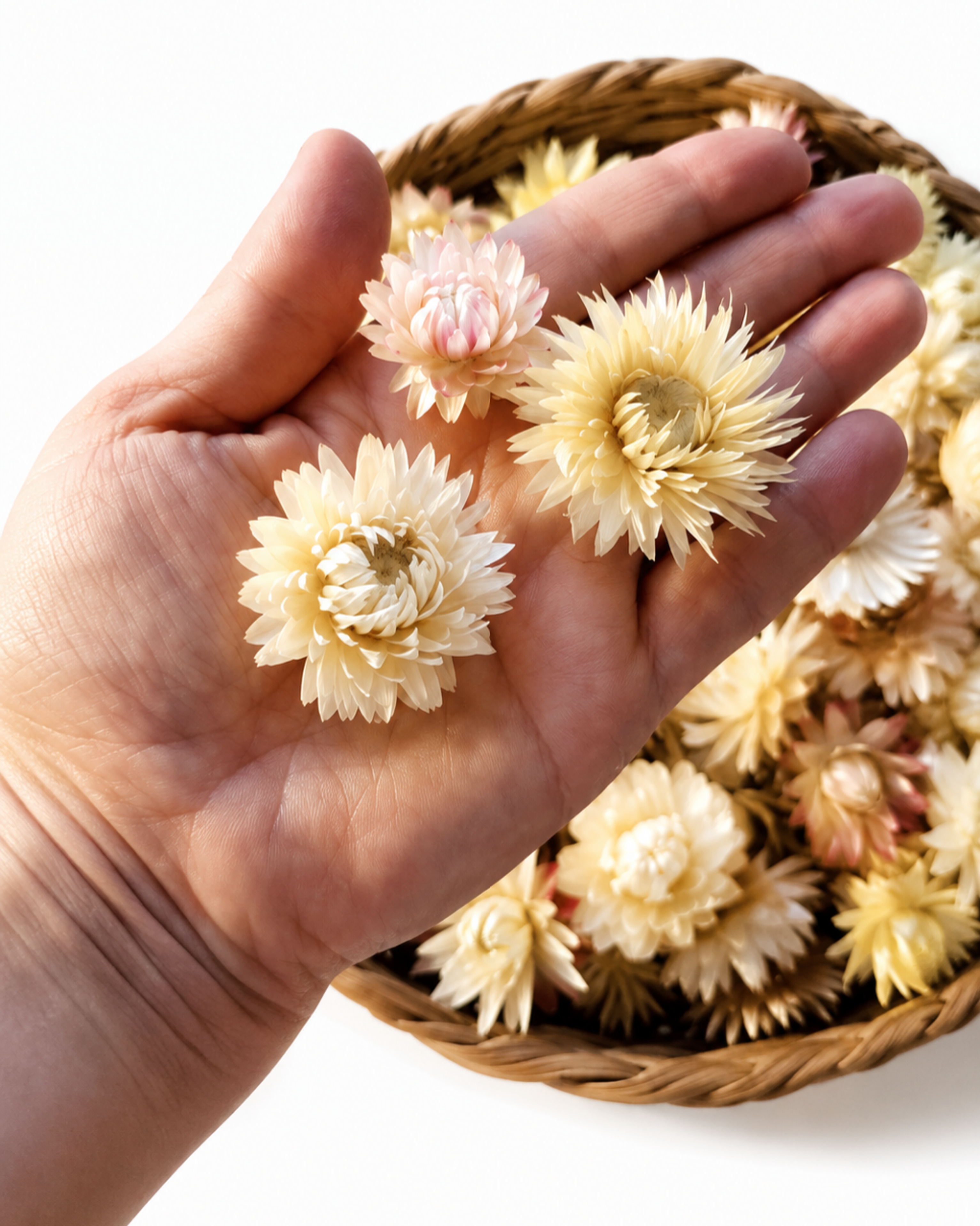 Cream Dried Strawflower Heads Helichrysum
