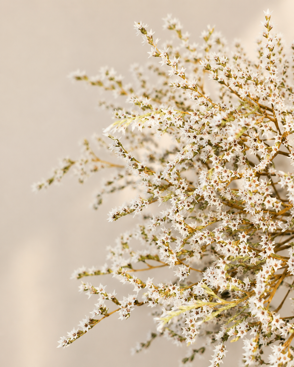 Tatar Limonium Stems