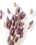 Close-up shot of soft purple dried Phalaris seed heads showing rich mauve texture on a white background.
